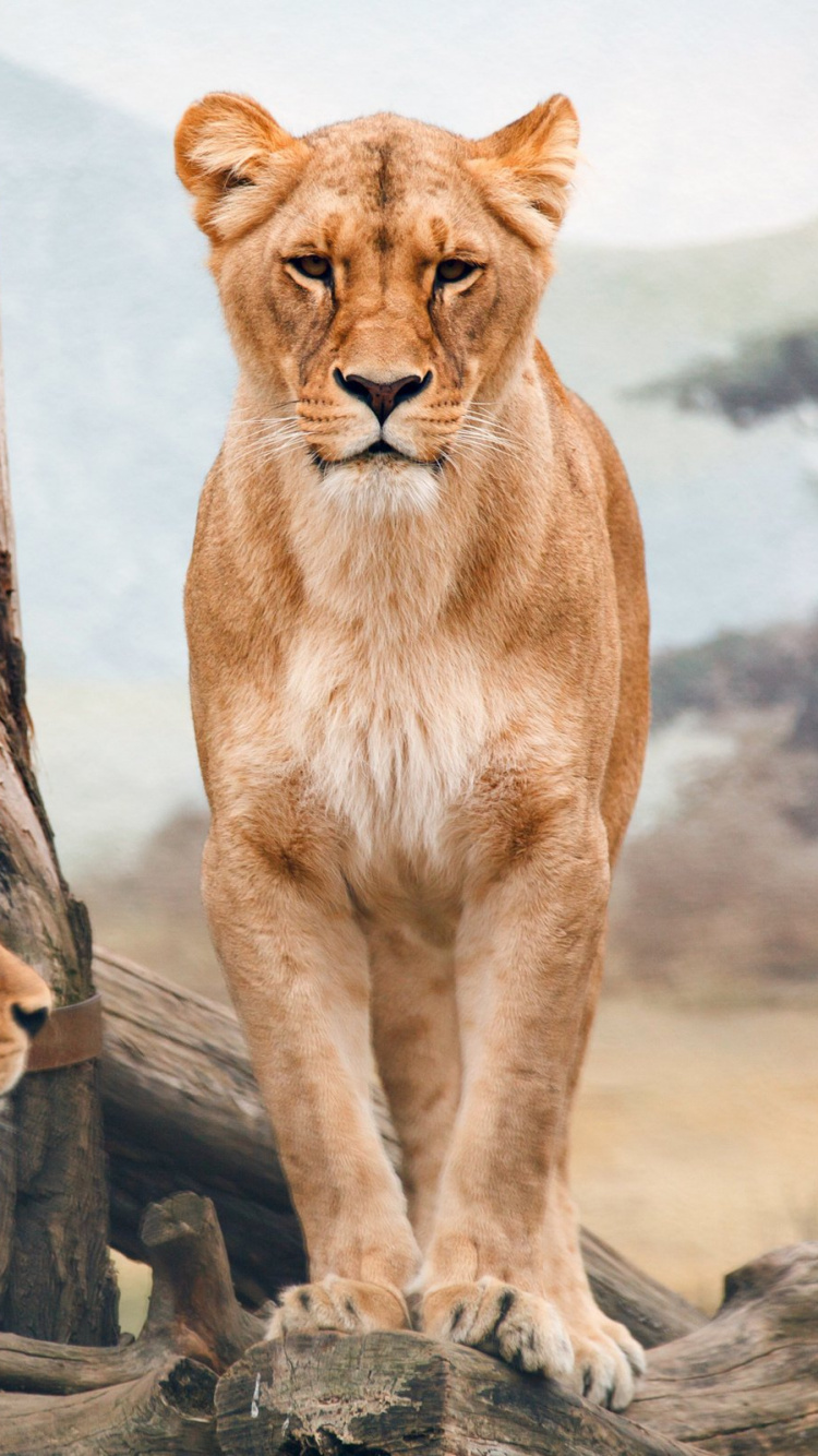 2 Lionceaux Bruns Sur un Rocher Gris Pendant la Journée. Wallpaper in 750x1334 Resolution