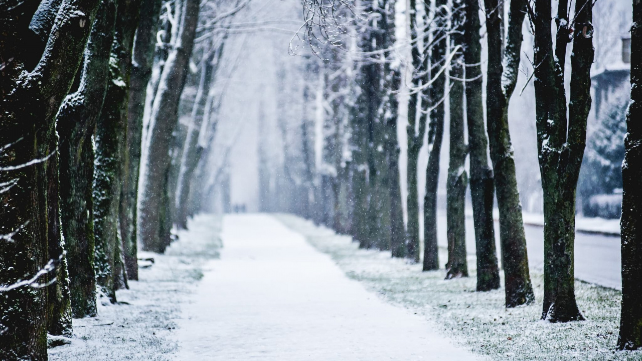 Camino Cubierto de Nieve Entre Árboles. Wallpaper in 1280x720 Resolution