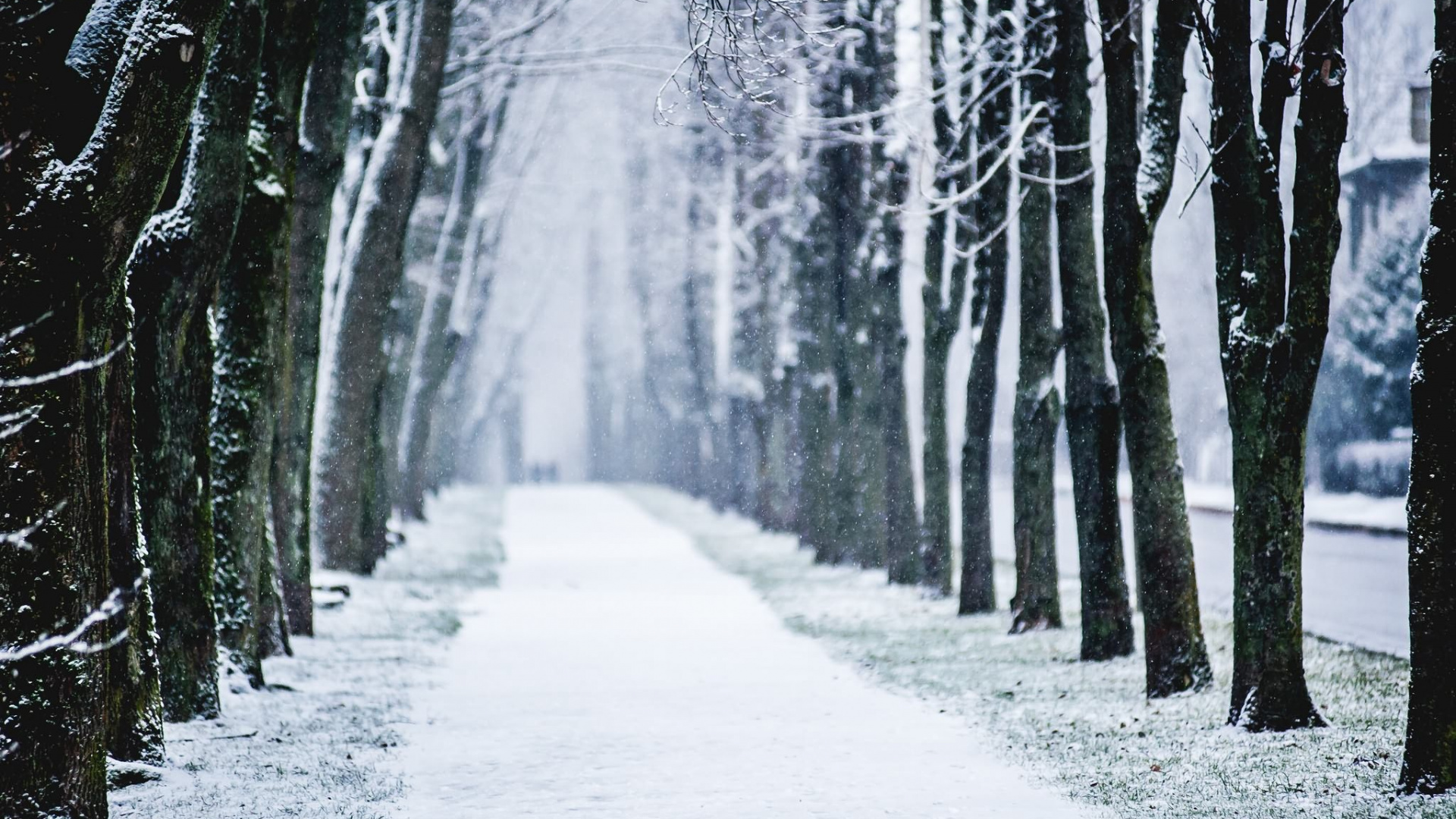 Snow Covered Pathway Between Trees. Wallpaper in 1920x1080 Resolution