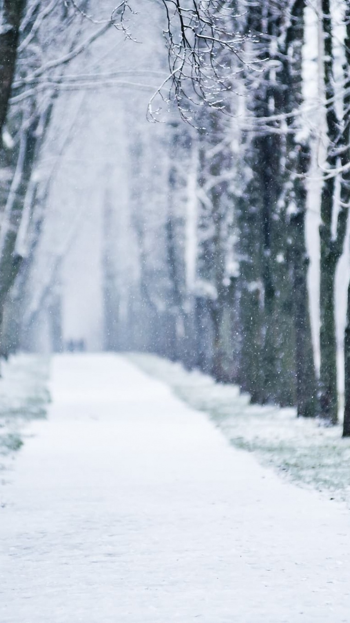 Snow Covered Pathway Between Trees. Wallpaper in 720x1280 Resolution