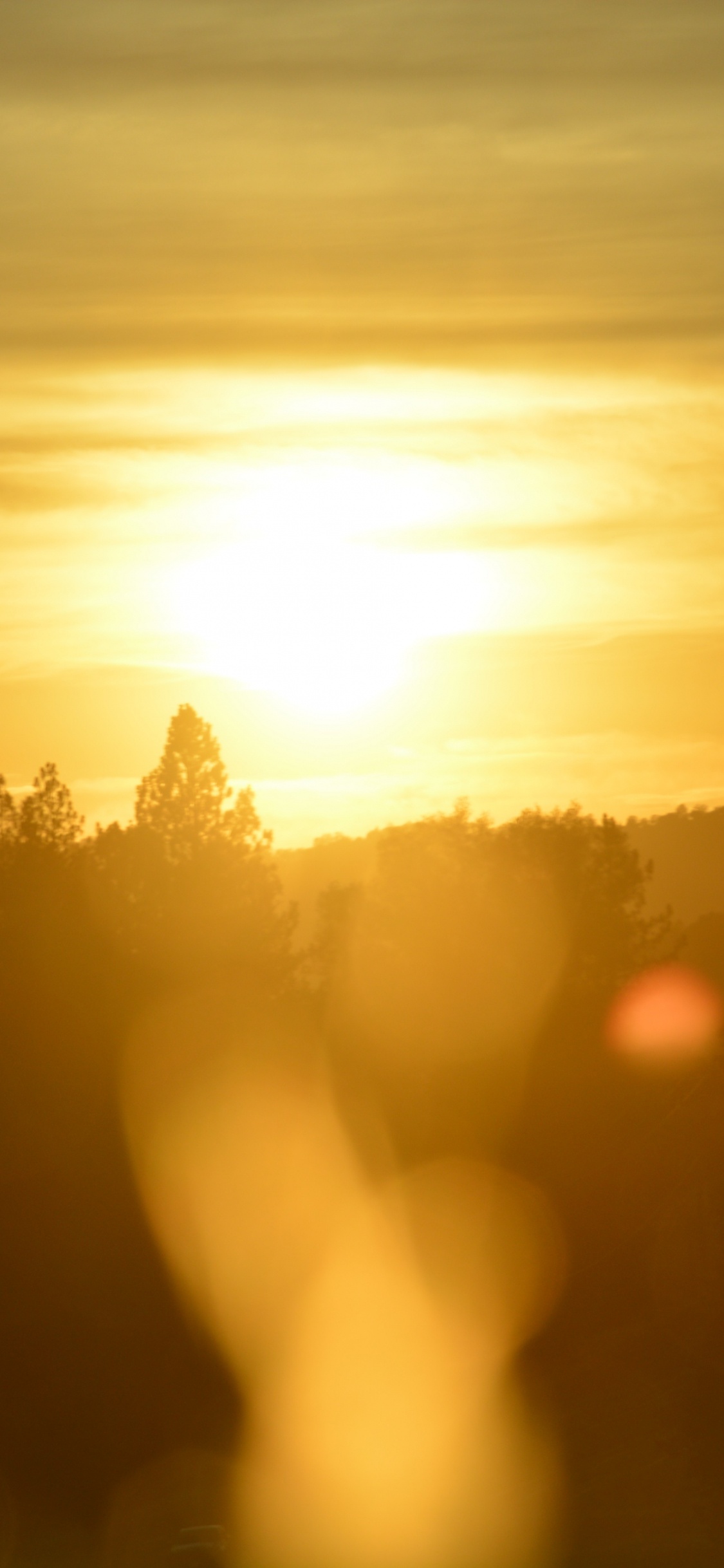 Silhouette D'arbres au Coucher du Soleil. Wallpaper in 1125x2436 Resolution