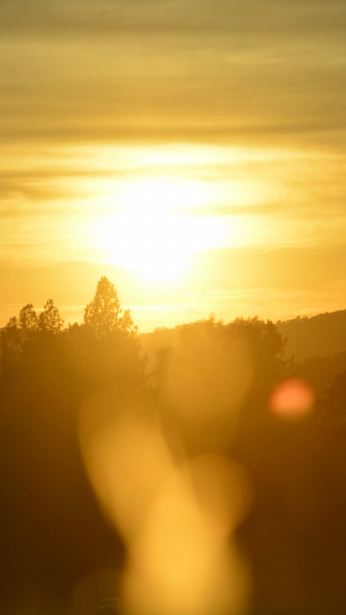 Silhouette D'arbres au Coucher du Soleil. Wallpaper in 1440x2560 Resolution