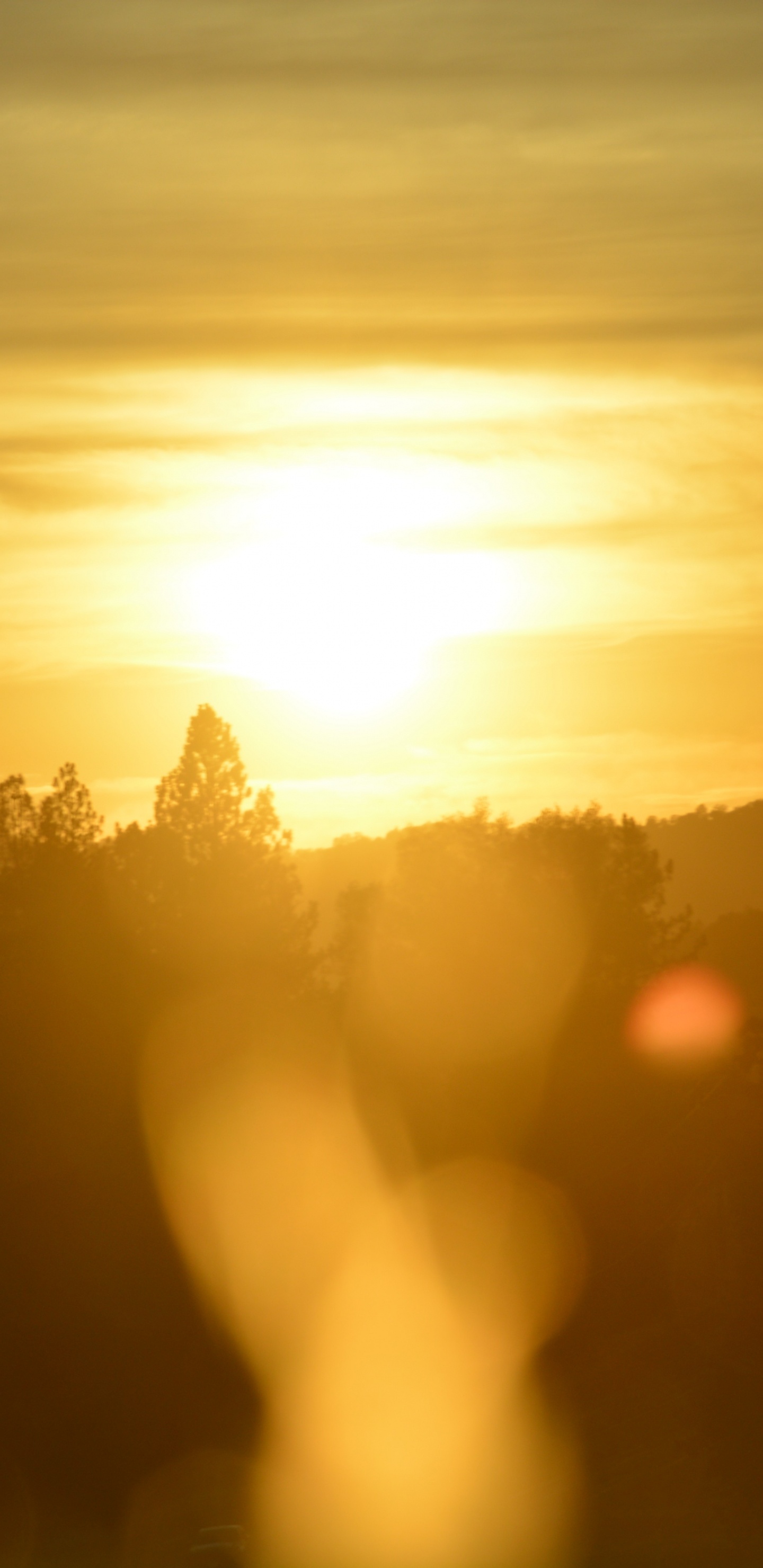 Silhouette D'arbres au Coucher du Soleil. Wallpaper in 1440x2960 Resolution