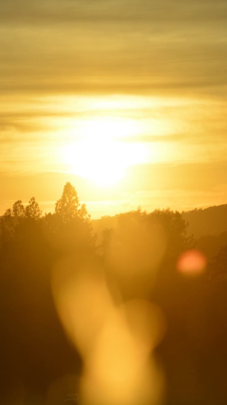 Silhouette D'arbres au Coucher du Soleil. Wallpaper in 750x1334 Resolution