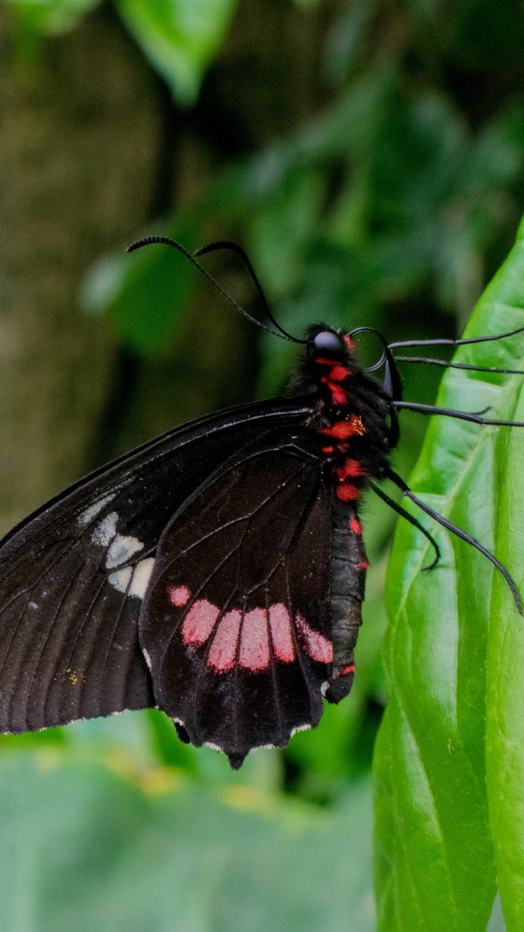 Schwarz-weißer Schmetterling Auf Grünem Blatt. Wallpaper in 750x1334 Resolution