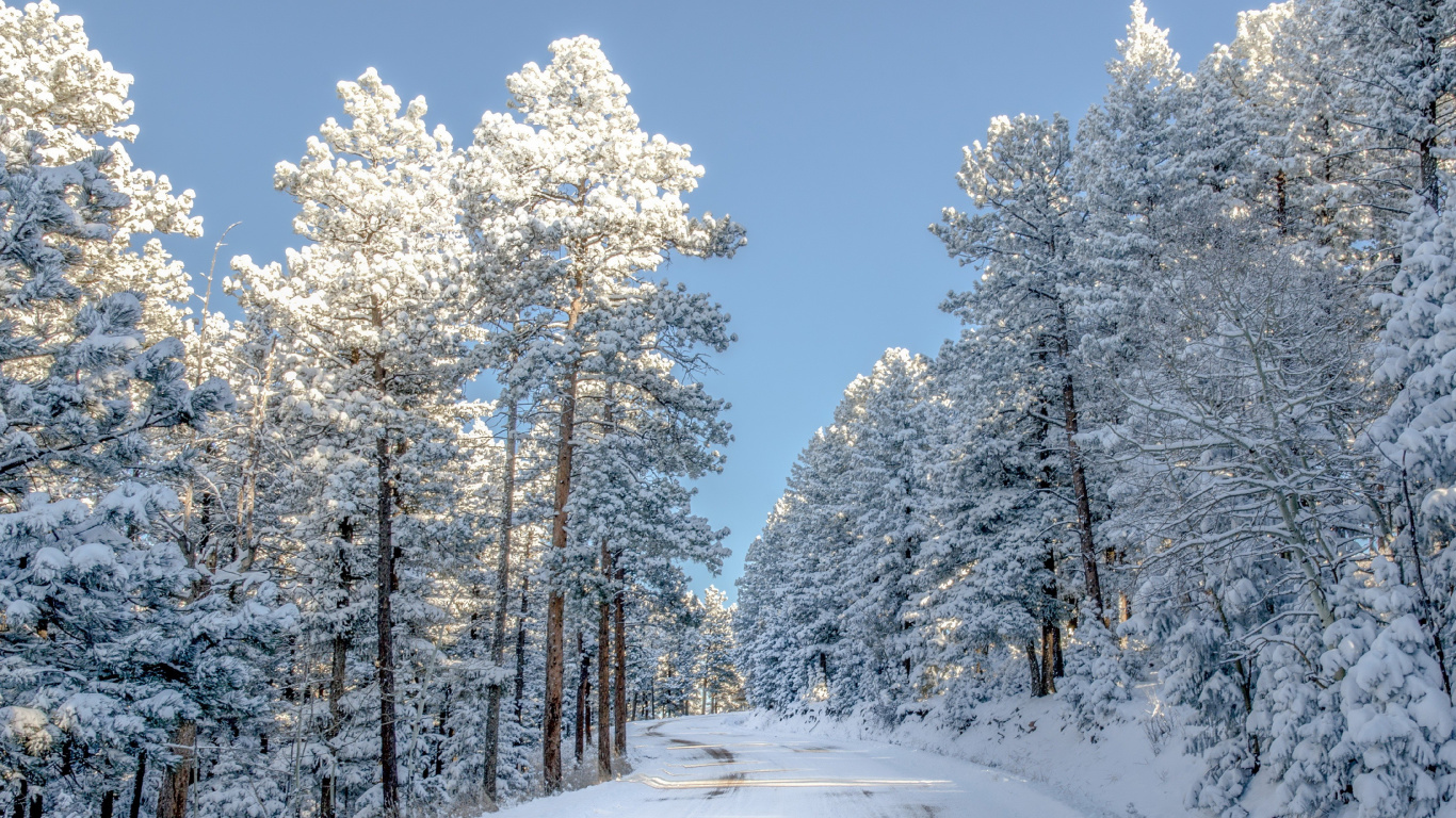 Snow Covered Trees Under Blue Sky During Daytime. Wallpaper in 1366x768 Resolution