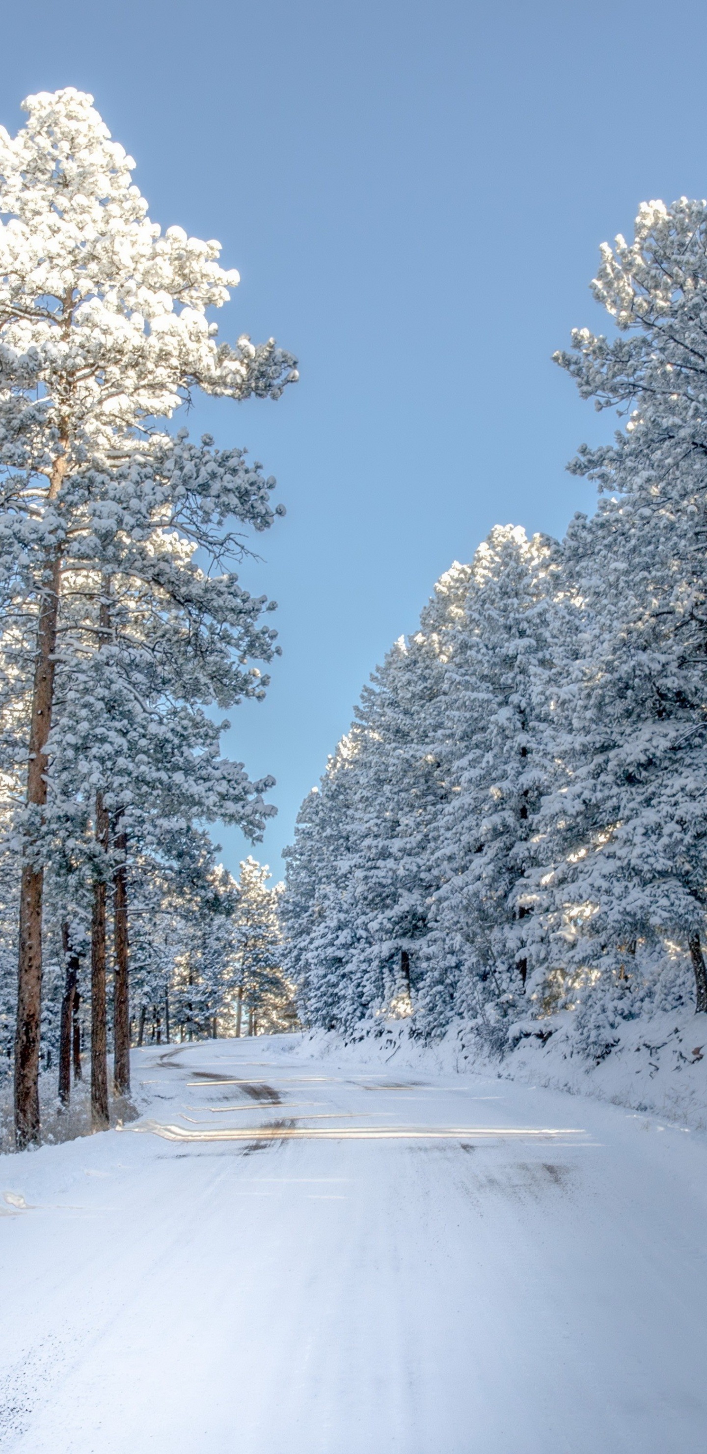 Snow Covered Trees Under Blue Sky During Daytime. Wallpaper in 1440x2960 Resolution