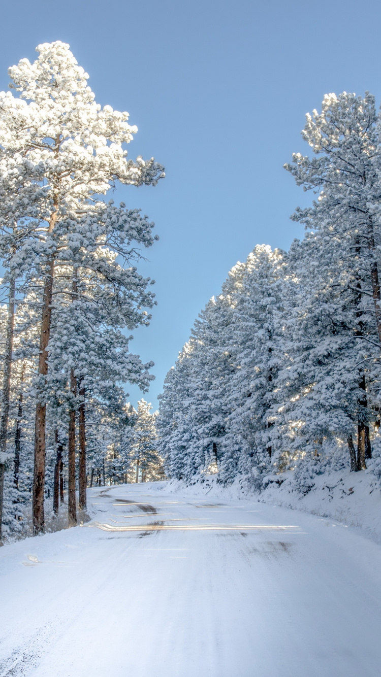 Snow Covered Trees Under Blue Sky During Daytime. Wallpaper in 750x1334 Resolution