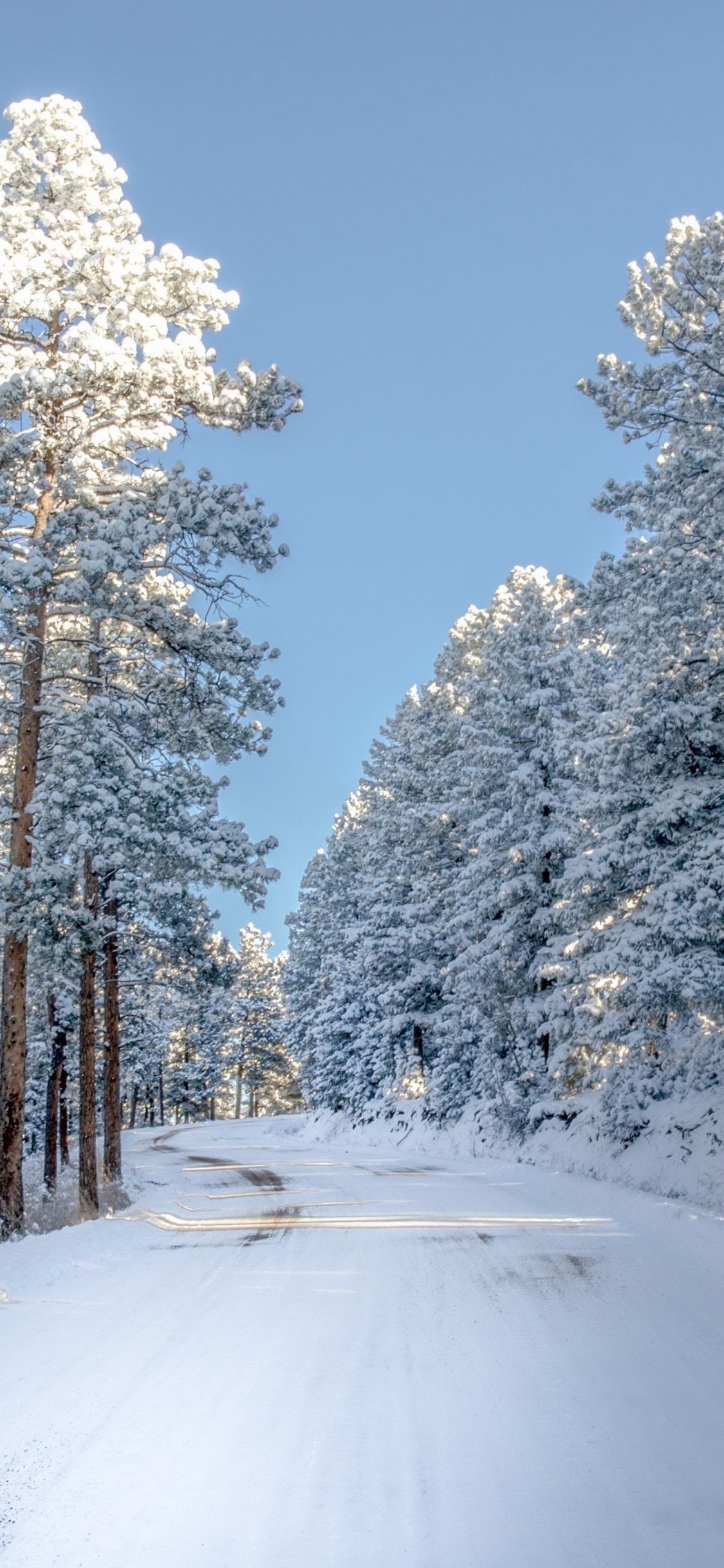 Árboles Cubiertos de Nieve Bajo un Cielo Azul Durante el Día. Wallpaper in 1125x2436 Resolution