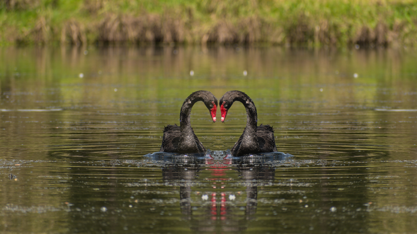 Agua, Caballero Hueco, Cisne Negro, Ave, Pico. Wallpaper in 1366x768 Resolution