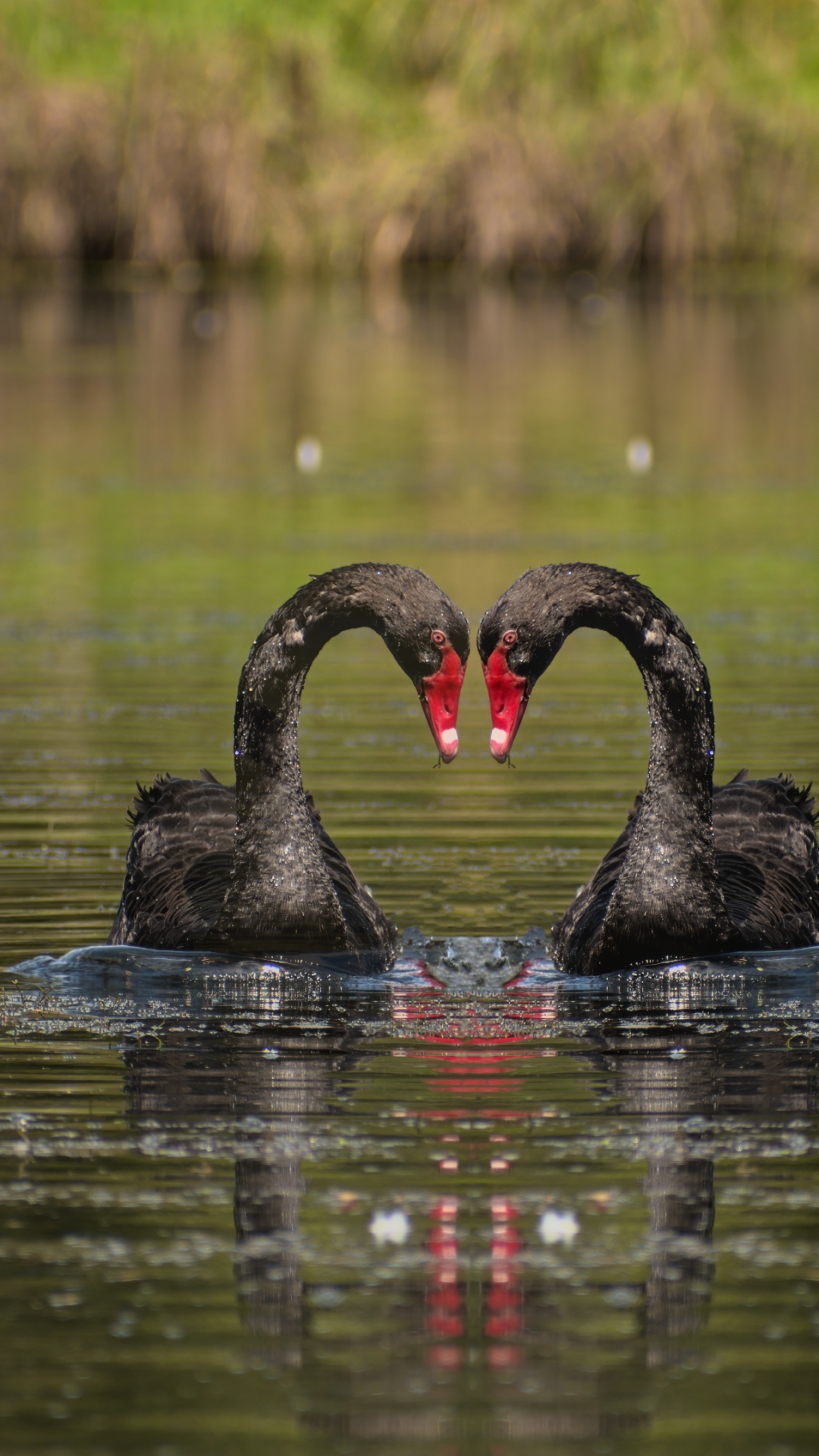 Water, Hollow Knight, Black Swan, Bird, Plant. Wallpaper in 1080x1920 Resolution