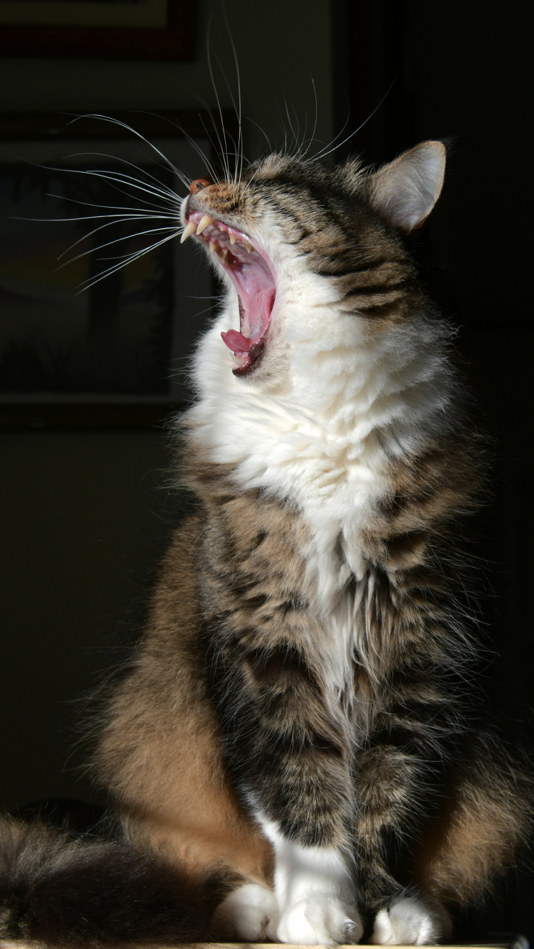 Gato Atigrado Marrón y Blanco. Wallpaper in 750x1334 Resolution