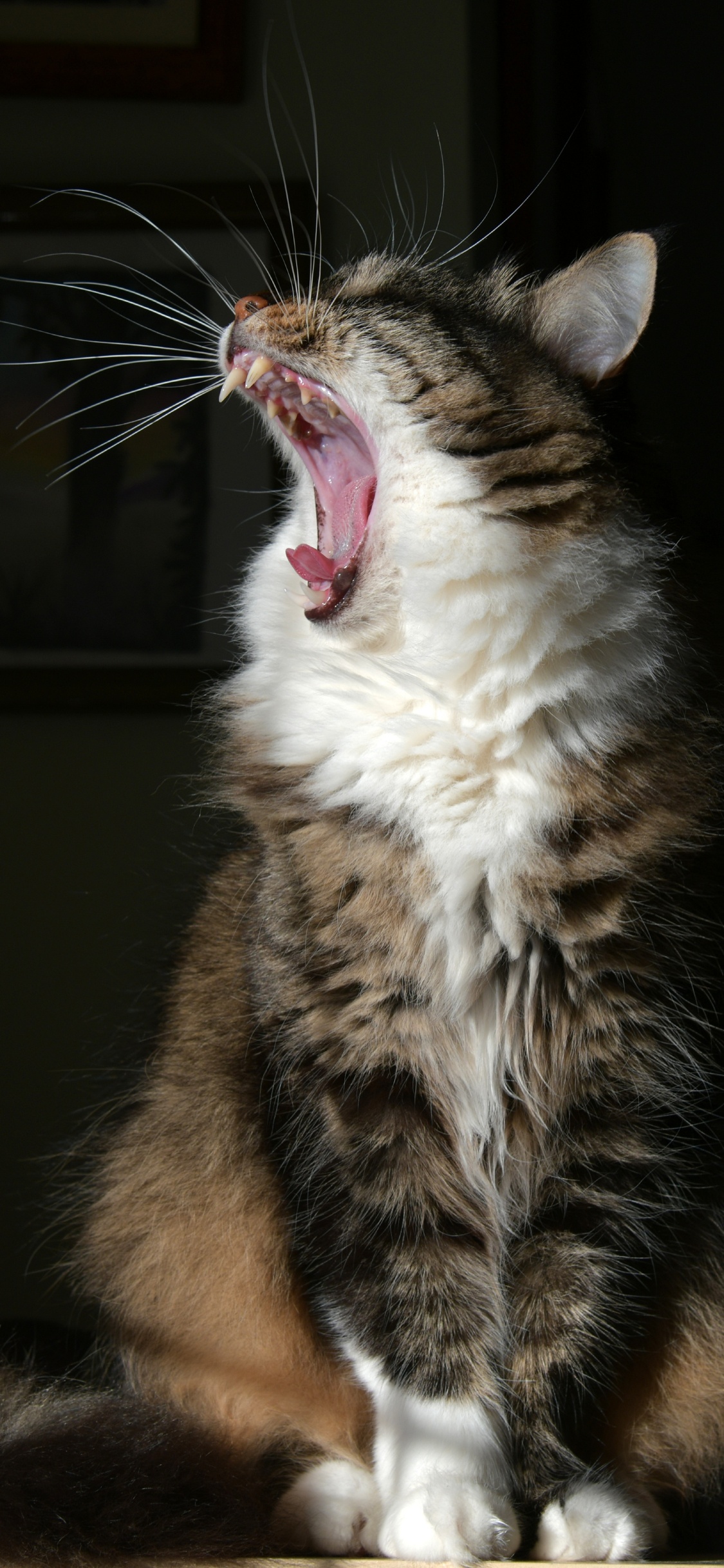 Brown and White Tabby Cat. Wallpaper in 1125x2436 Resolution