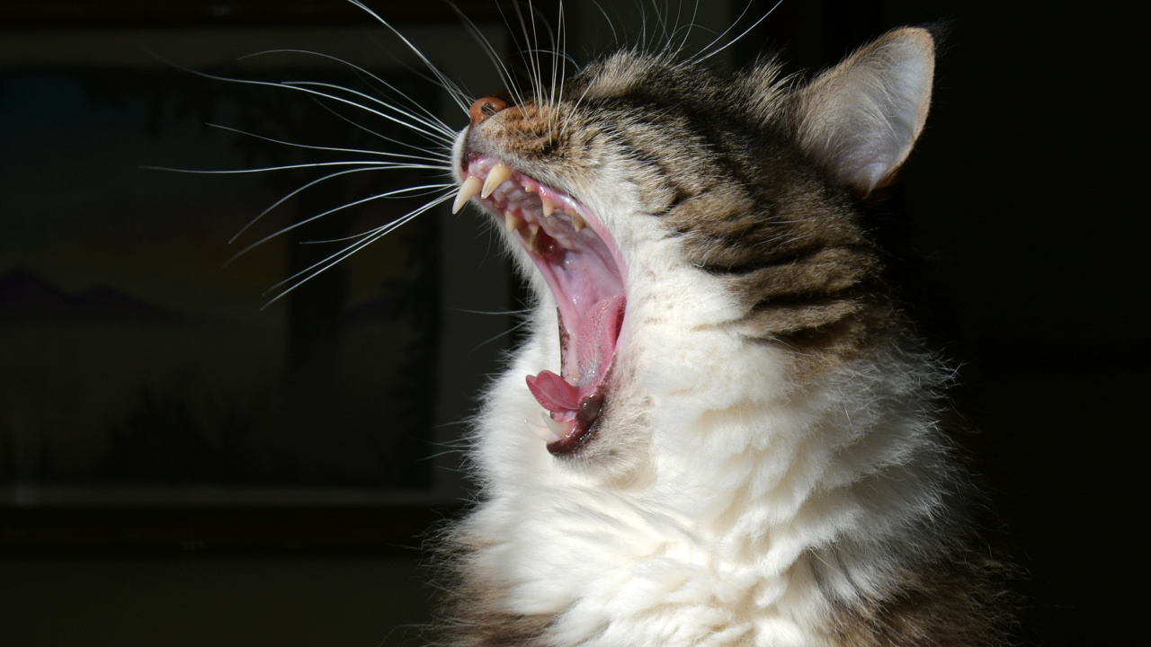 Brown and White Tabby Cat. Wallpaper in 1280x720 Resolution