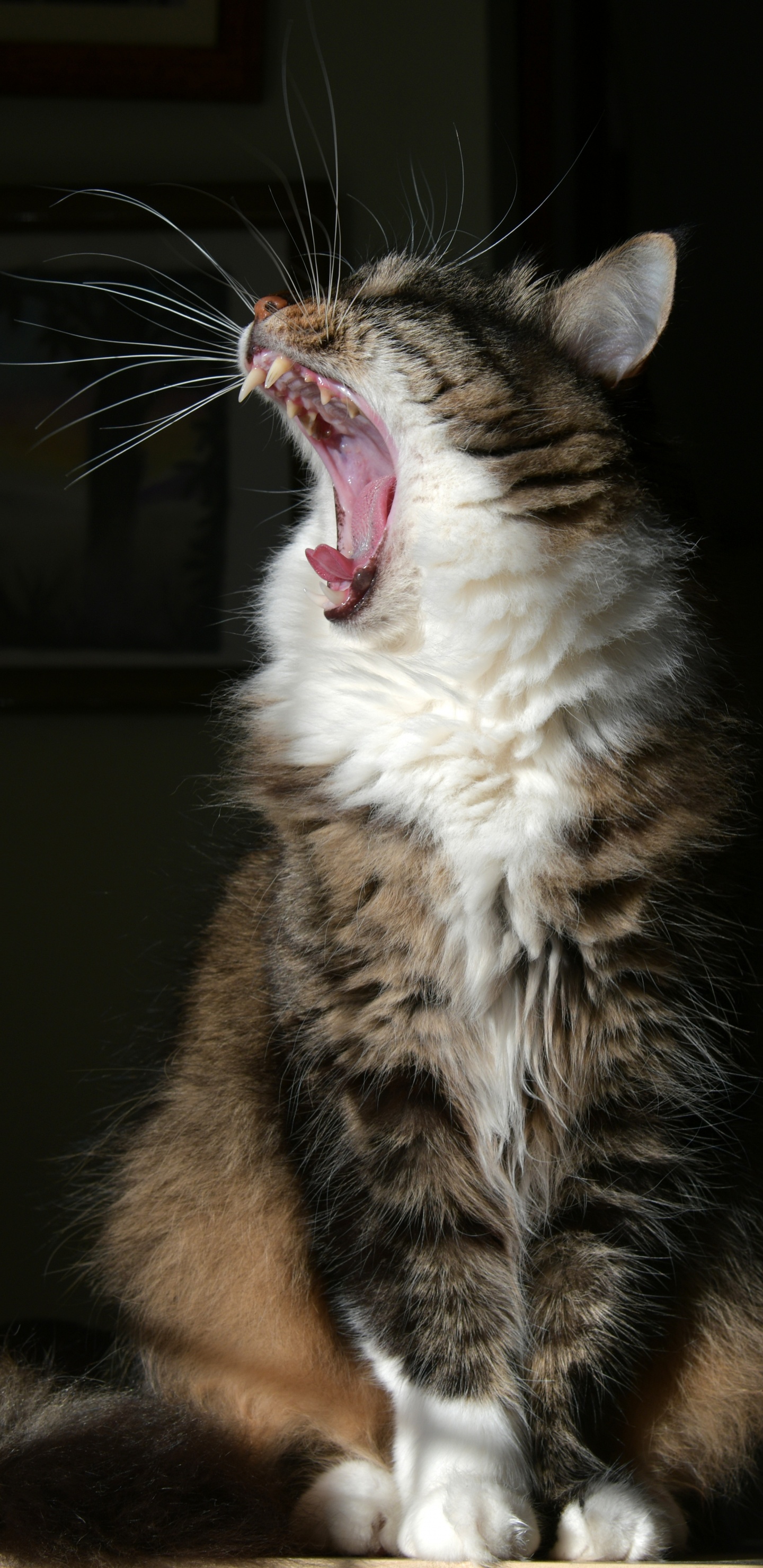 Brown and White Tabby Cat. Wallpaper in 1440x2960 Resolution