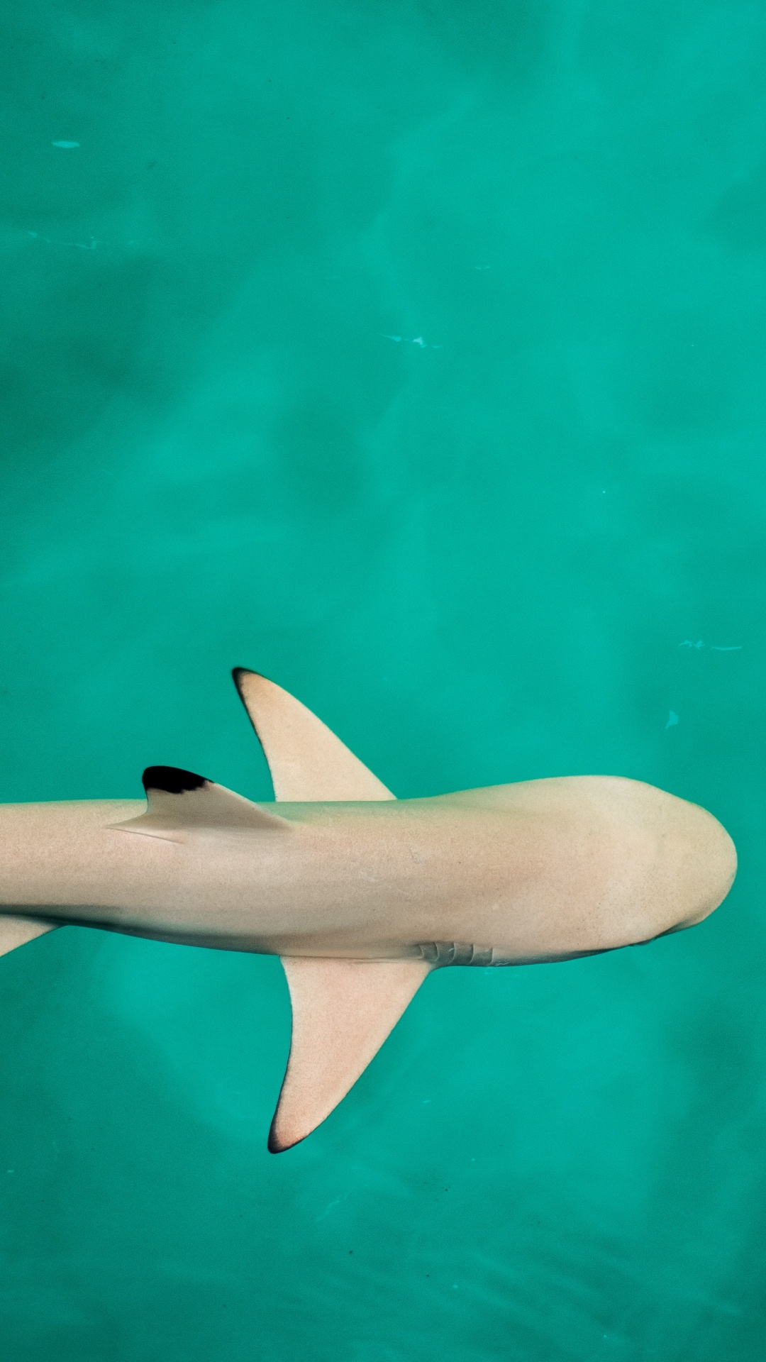 Requin Blanc et Noir Dans L'eau. Wallpaper in 1080x1920 Resolution