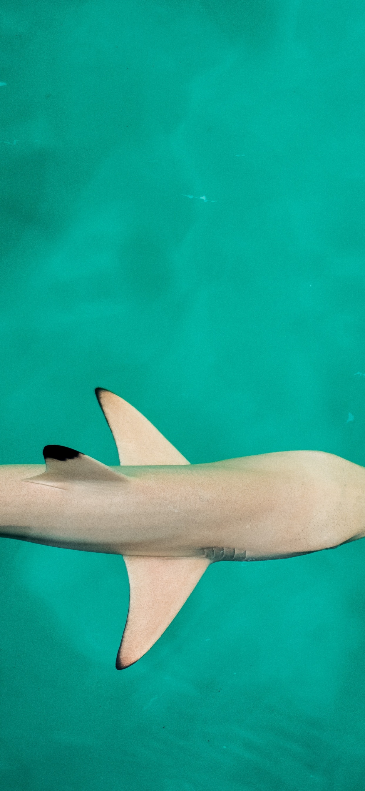 Requin Blanc et Noir Dans L'eau. Wallpaper in 1242x2688 Resolution