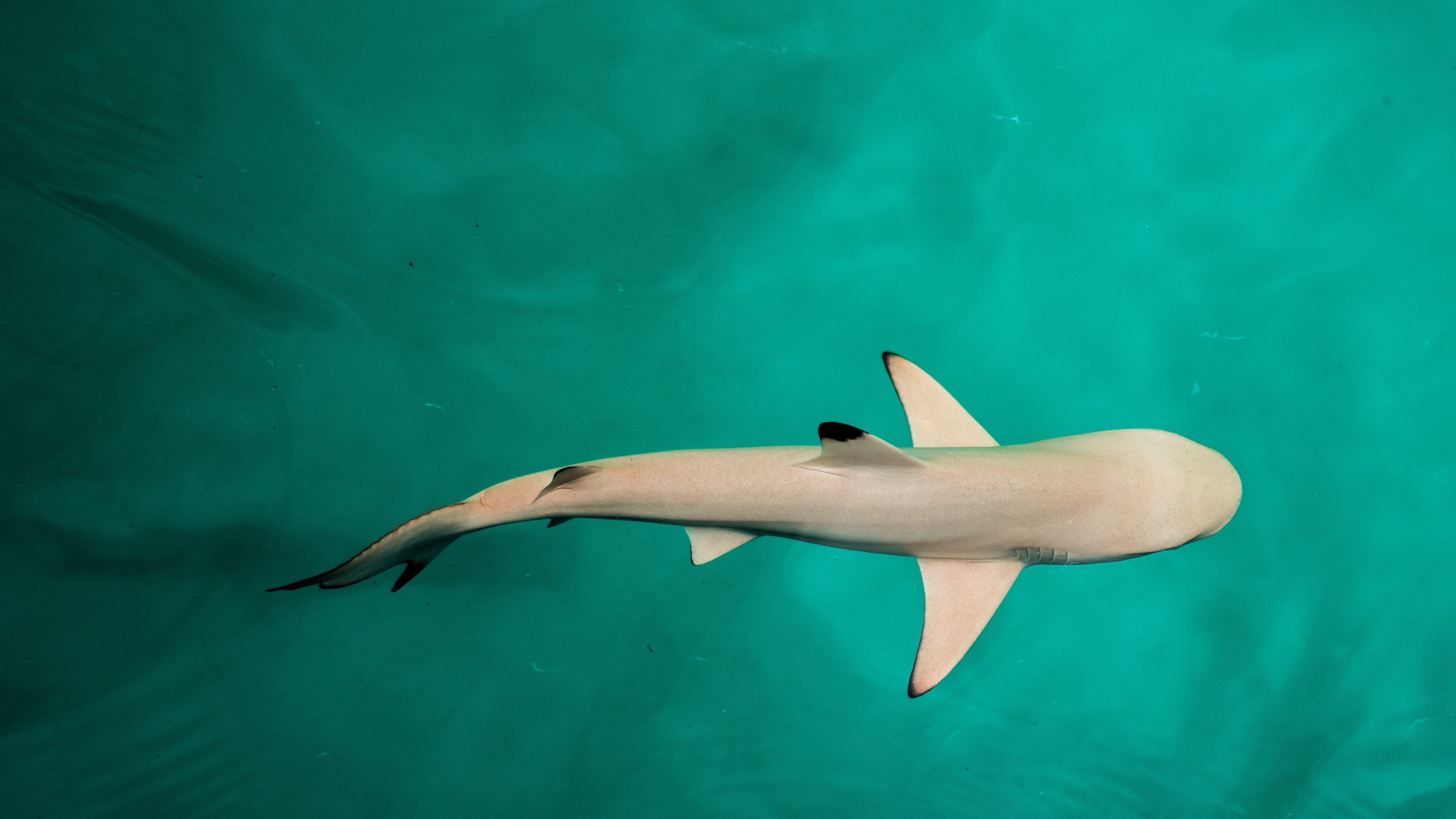Requin Blanc et Noir Dans L'eau. Wallpaper in 3840x2160 Resolution