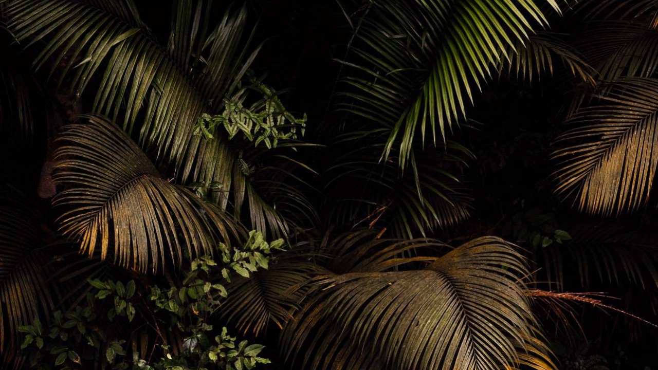 Végétation, Rainforest, Feuille, Palmiers à Huile, Fougère. Wallpaper in 1280x720 Resolution