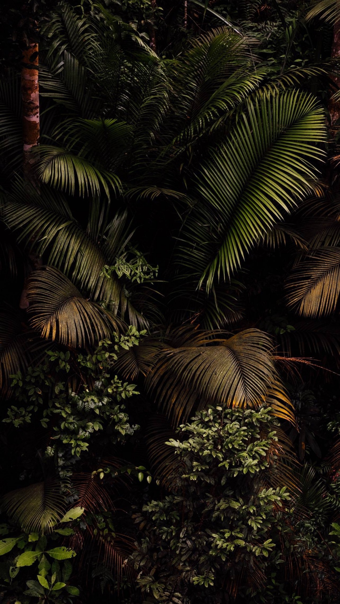 Amazon Rainforest Canopy Darkness    Tip Dark Rainy Forest HD wallpaper   Pxfuel