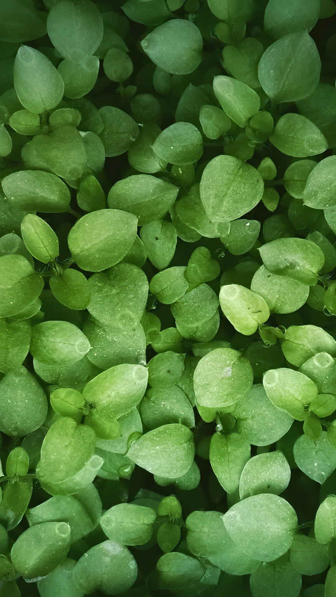 Plant, Leaf, Flowering Plant, Plant Stem, Woody Plant. Wallpaper in 1080x1920 Resolution