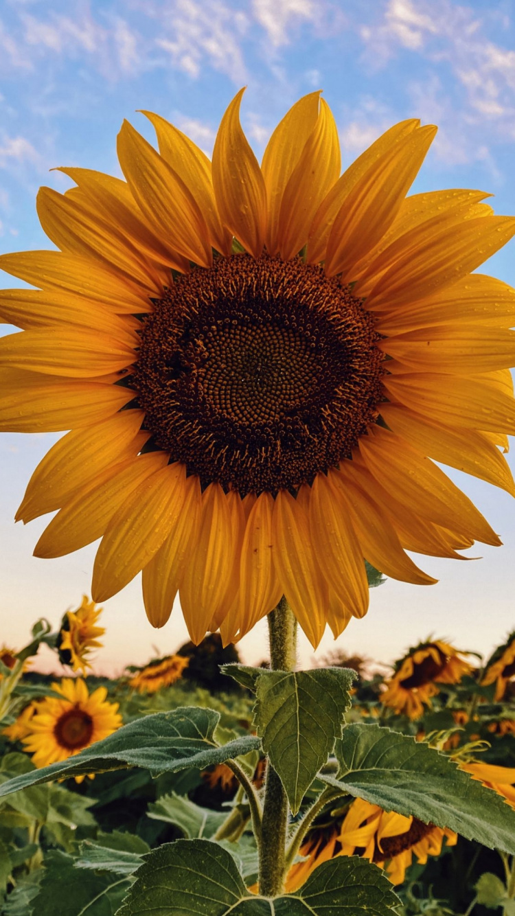Flower, Plant, Cloud, Leaf, Nature. Wallpaper in 750x1334 Resolution