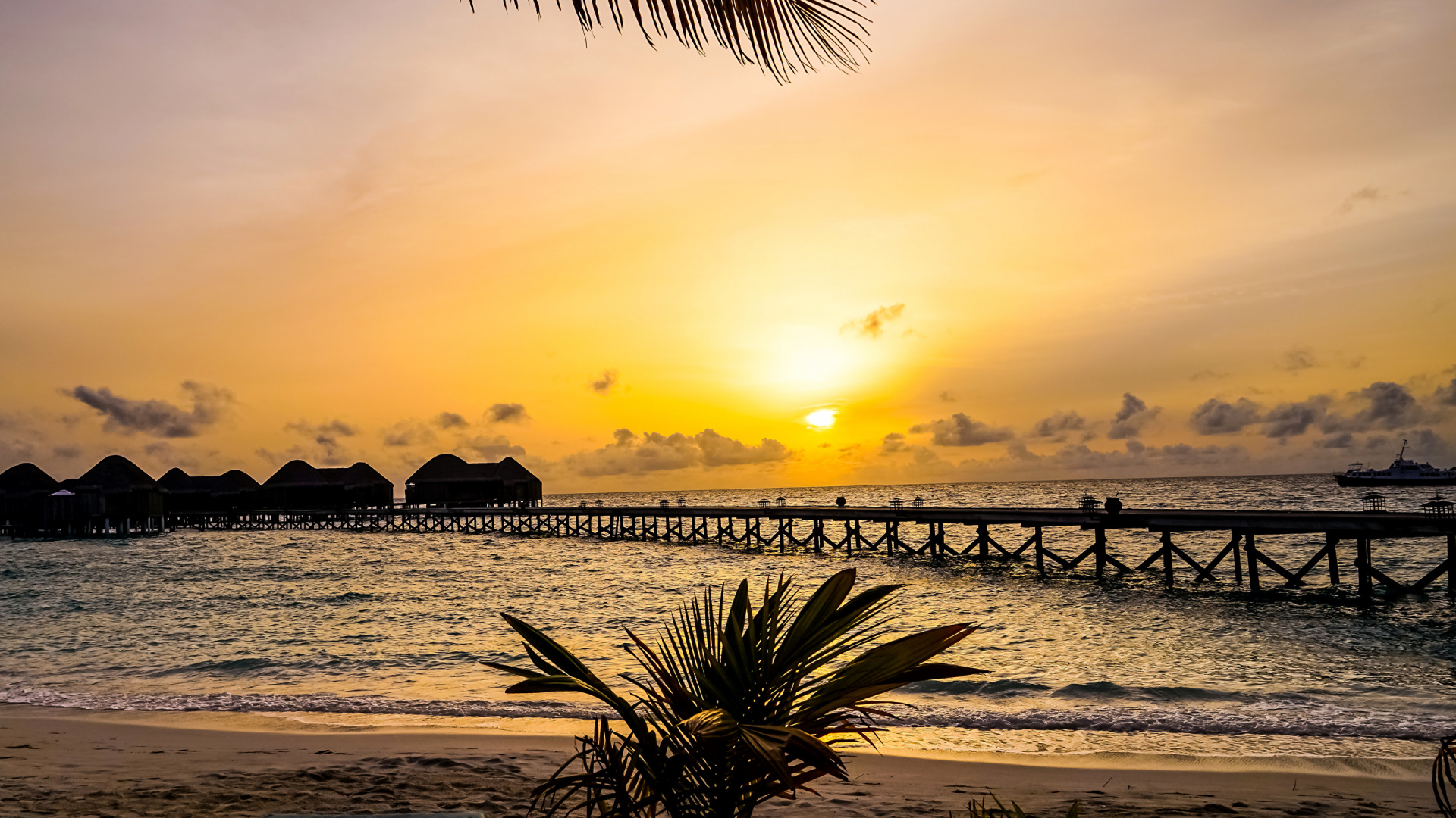 Palm Tree Near Sea During Sunset. Wallpaper in 1920x1080 Resolution