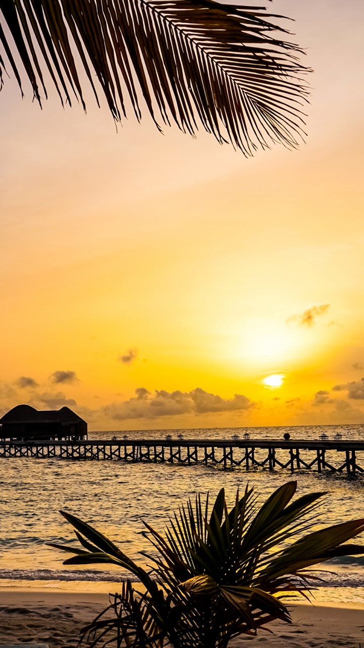 Palm Tree Near Sea During Sunset. Wallpaper in 720x1280 Resolution