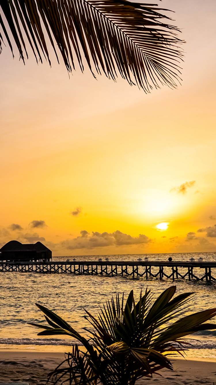 Palm Tree Near Sea During Sunset. Wallpaper in 750x1334 Resolution