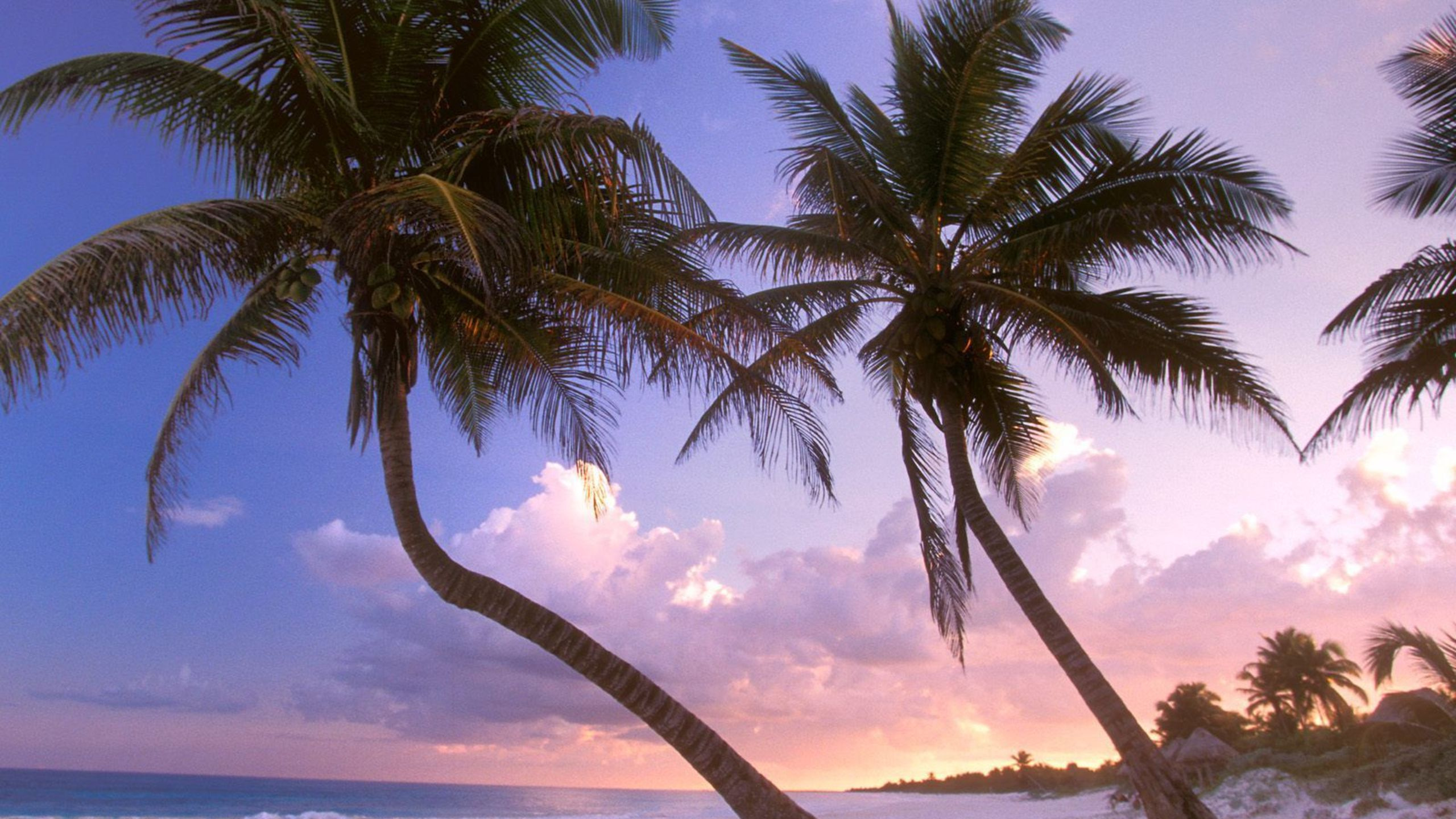 Green Palm Tree Near Body of Water During Daytime. Wallpaper in 2560x1440 Resolution