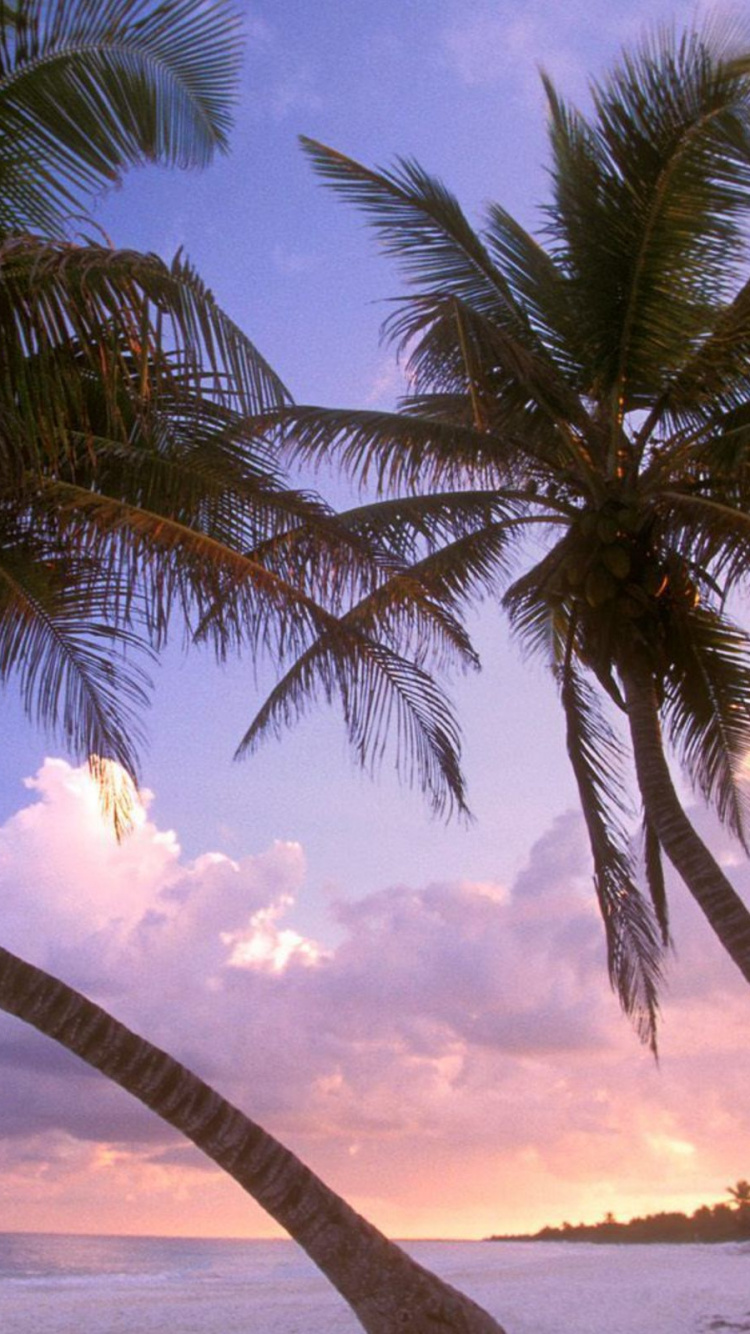 Green Palm Tree Near Body of Water During Daytime. Wallpaper in 750x1334 Resolution