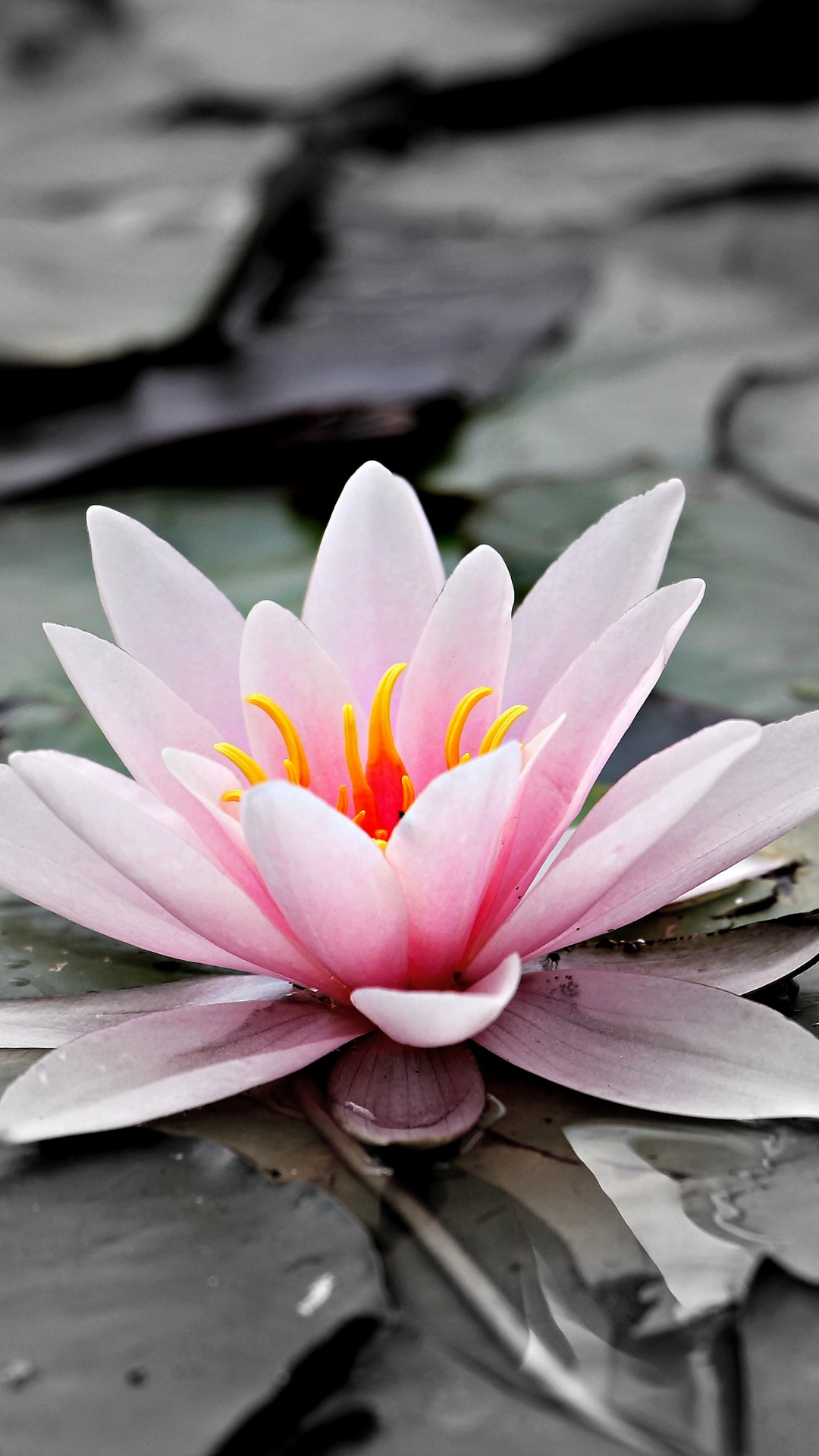 Pink Lotus Flower on Water. Wallpaper in 1080x1920 Resolution