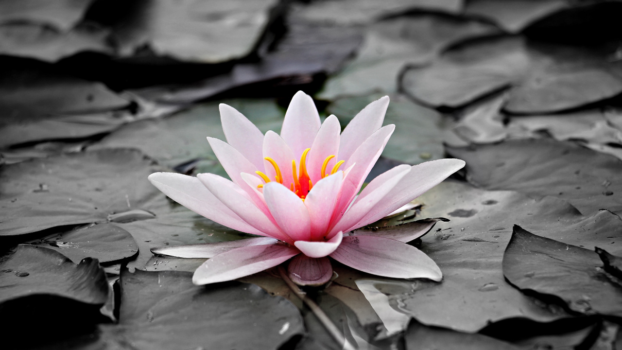 Pink Lotus Flower on Water. Wallpaper in 1280x720 Resolution