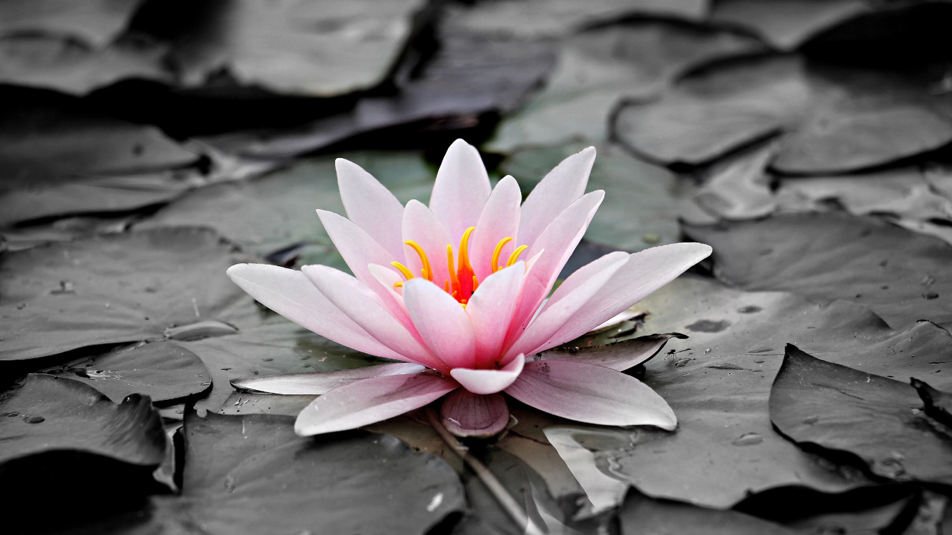 Pink Lotus Flower on Water. Wallpaper in 1366x768 Resolution