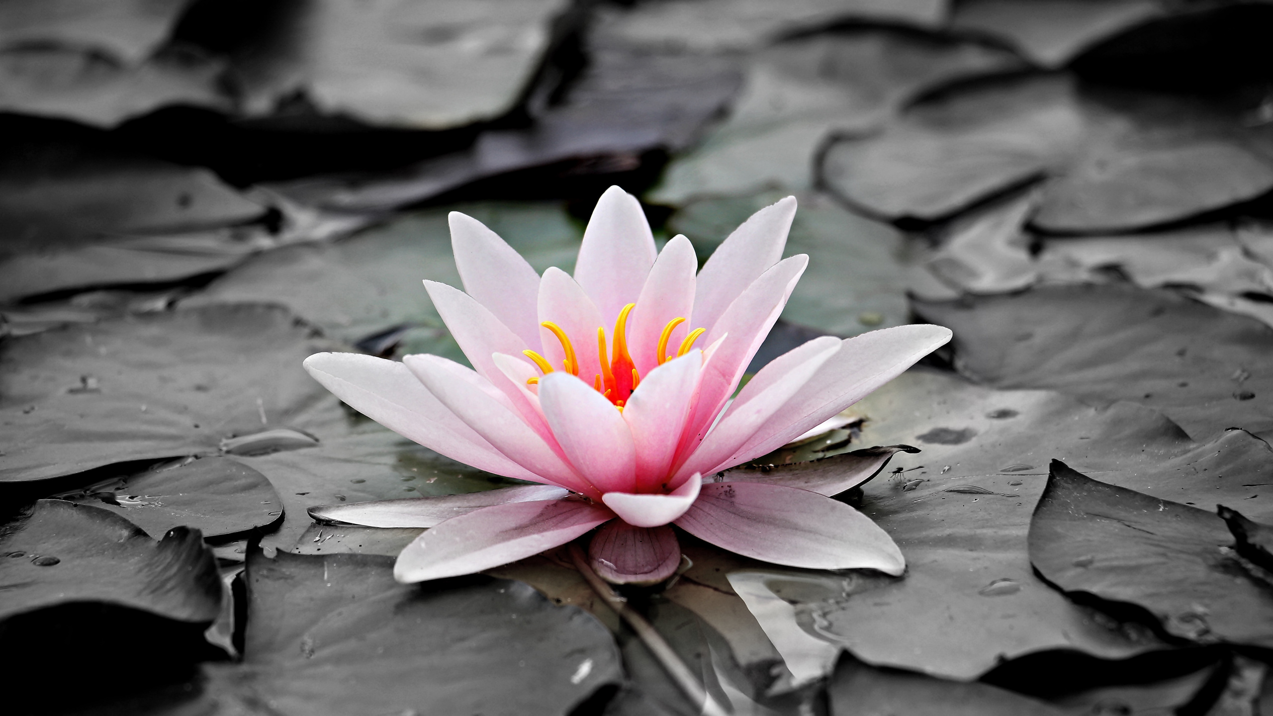 Pink Lotus Flower on Water. Wallpaper in 2560x1440 Resolution