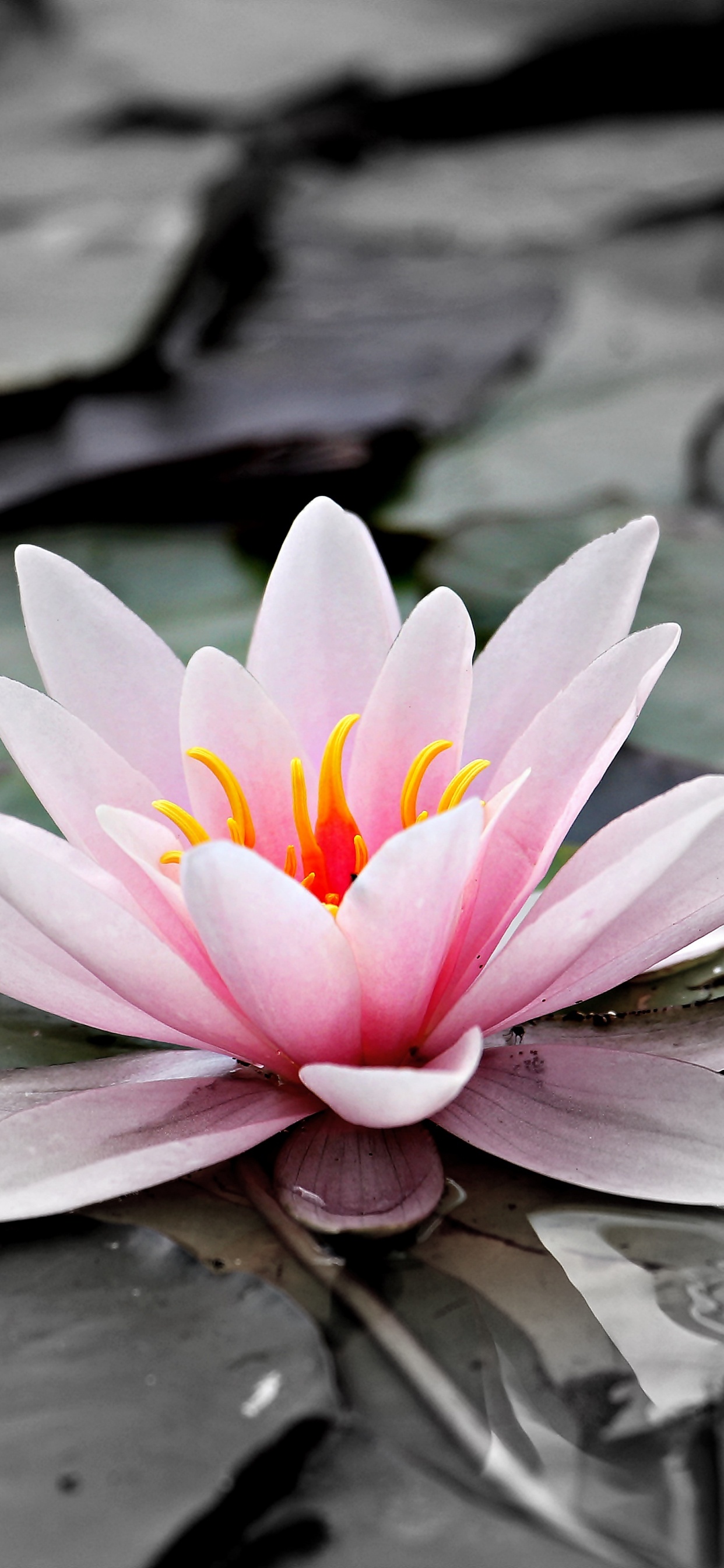 Fleur de Lotus Rose Sur L'eau. Wallpaper in 1242x2688 Resolution