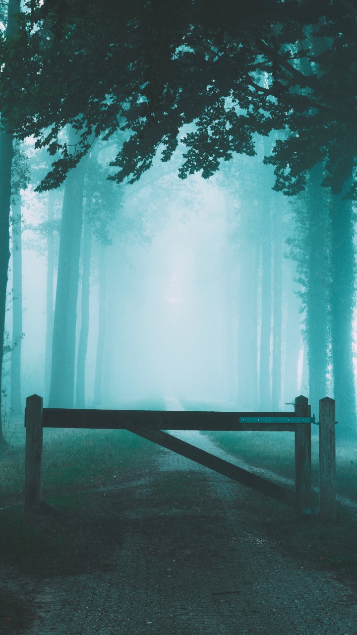 Ciel, Atmosphère, Nature, Forêt, Paysage Naturel. Wallpaper in 720x1280 Resolution