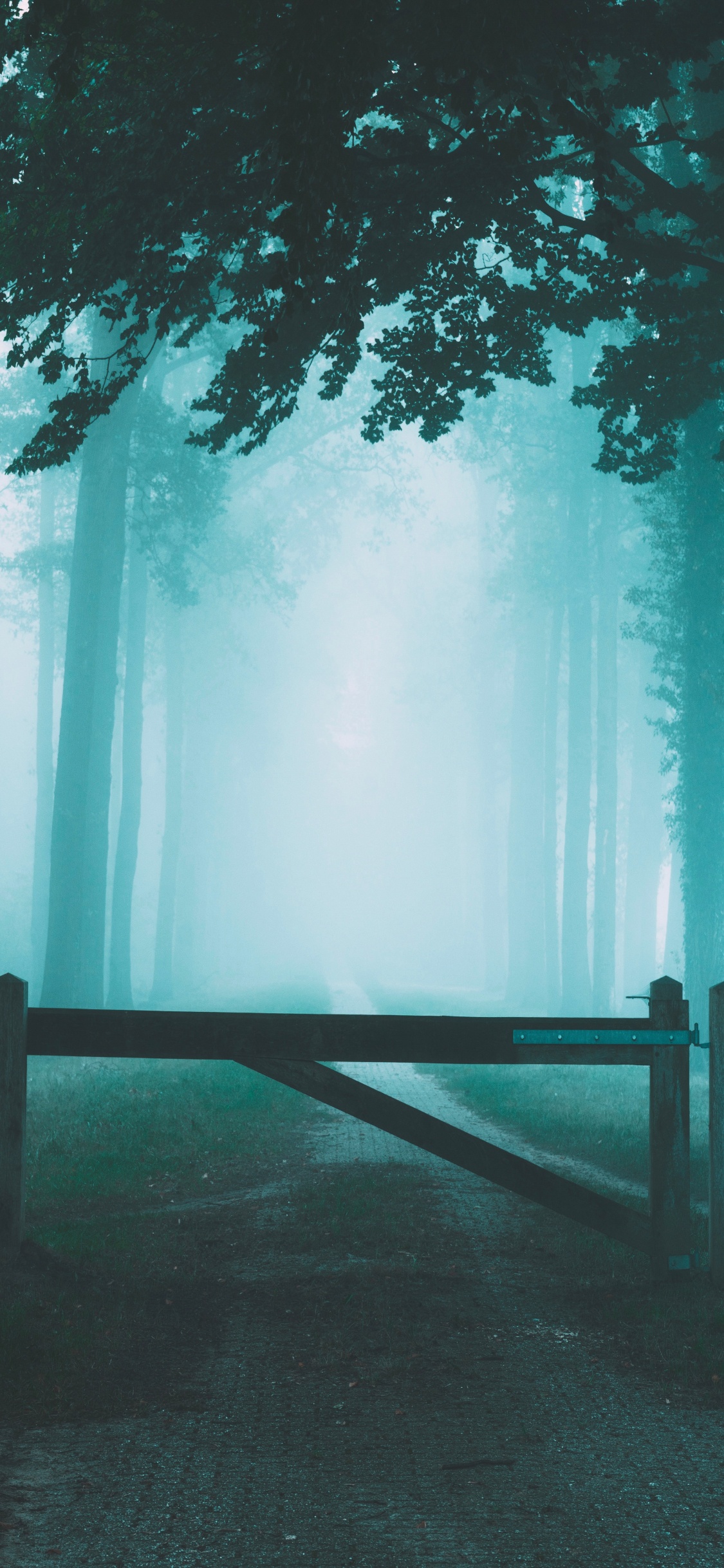 Sky, Atmosphere, Nature, Forest, Natural Landscape. Wallpaper in 1125x2436 Resolution