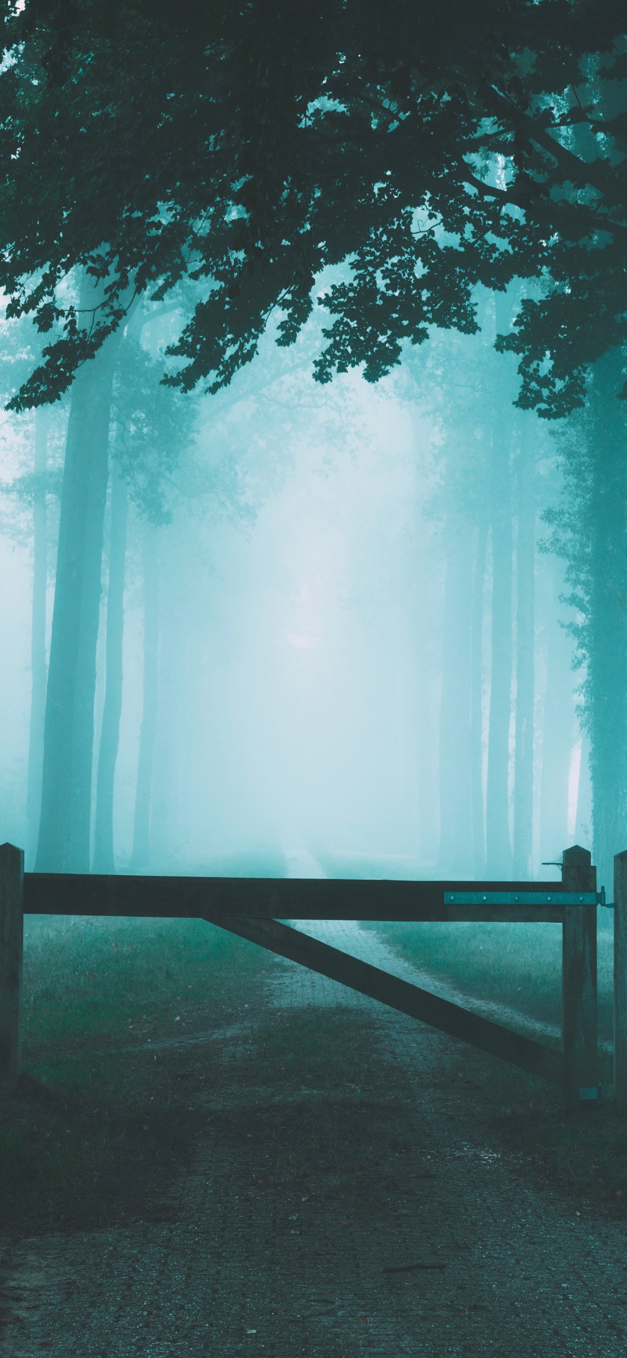 Sky, Atmosphere, Nature, Forest, Natural Landscape. Wallpaper in 1242x2688 Resolution