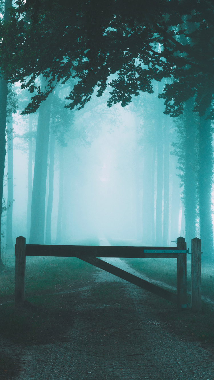 Sky, Atmosphere, Nature, Forest, Natural Landscape. Wallpaper in 750x1334 Resolution