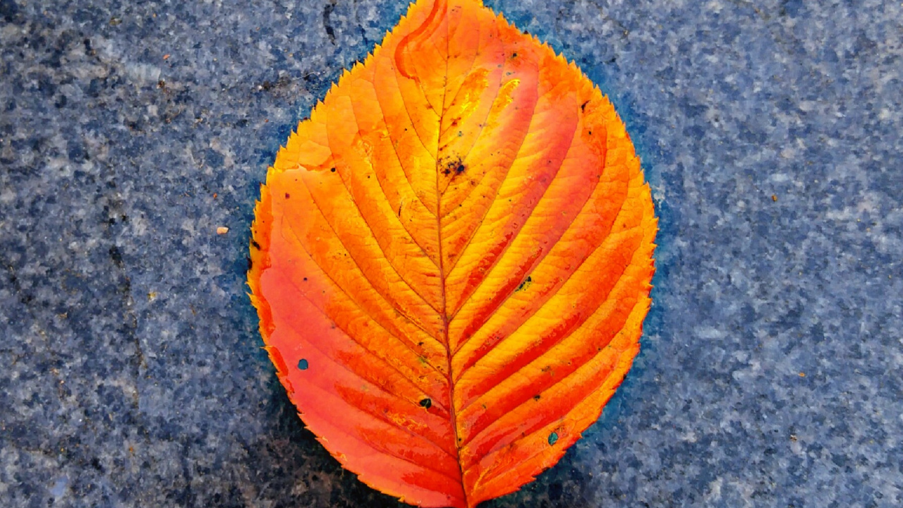 Close Up, Gelb, Blatt, Orange, Herbst. Wallpaper in 1280x720 Resolution