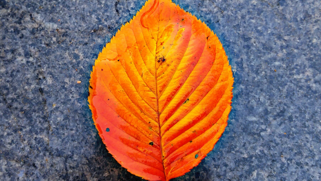 Close Up, Gelb, Blatt, Orange, Herbst. Wallpaper in 1366x768 Resolution