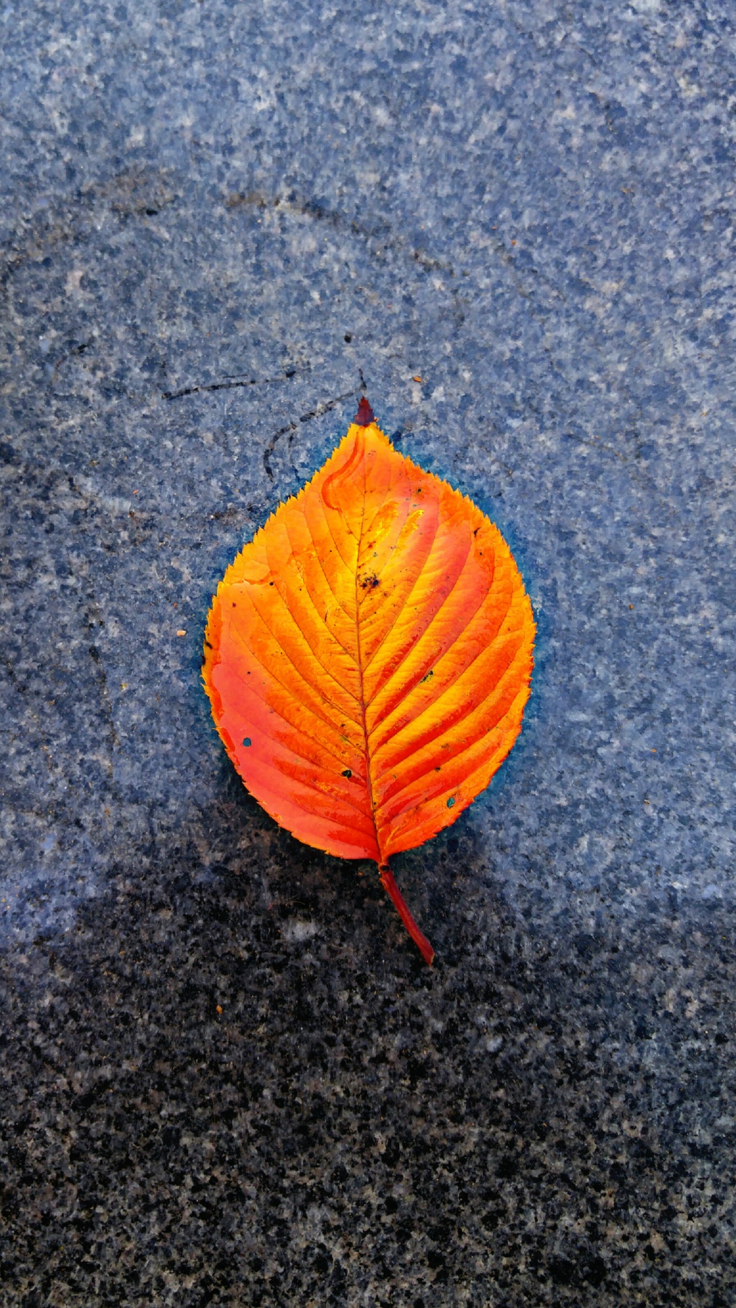 Close Up, Gelb, Blatt, Orange, Herbst. Wallpaper in 1440x2560 Resolution