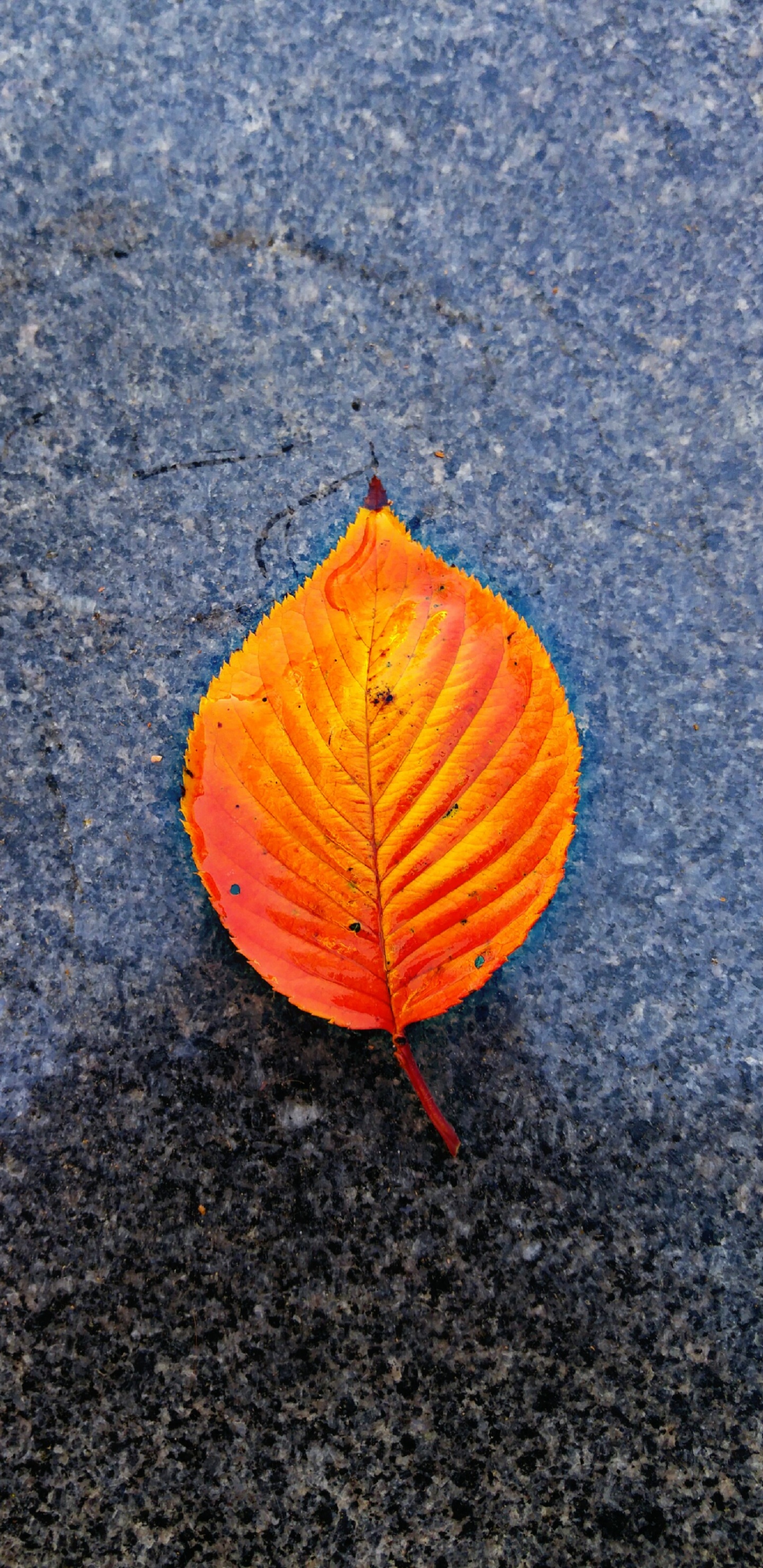 close up, red, yellow, leaf, orange