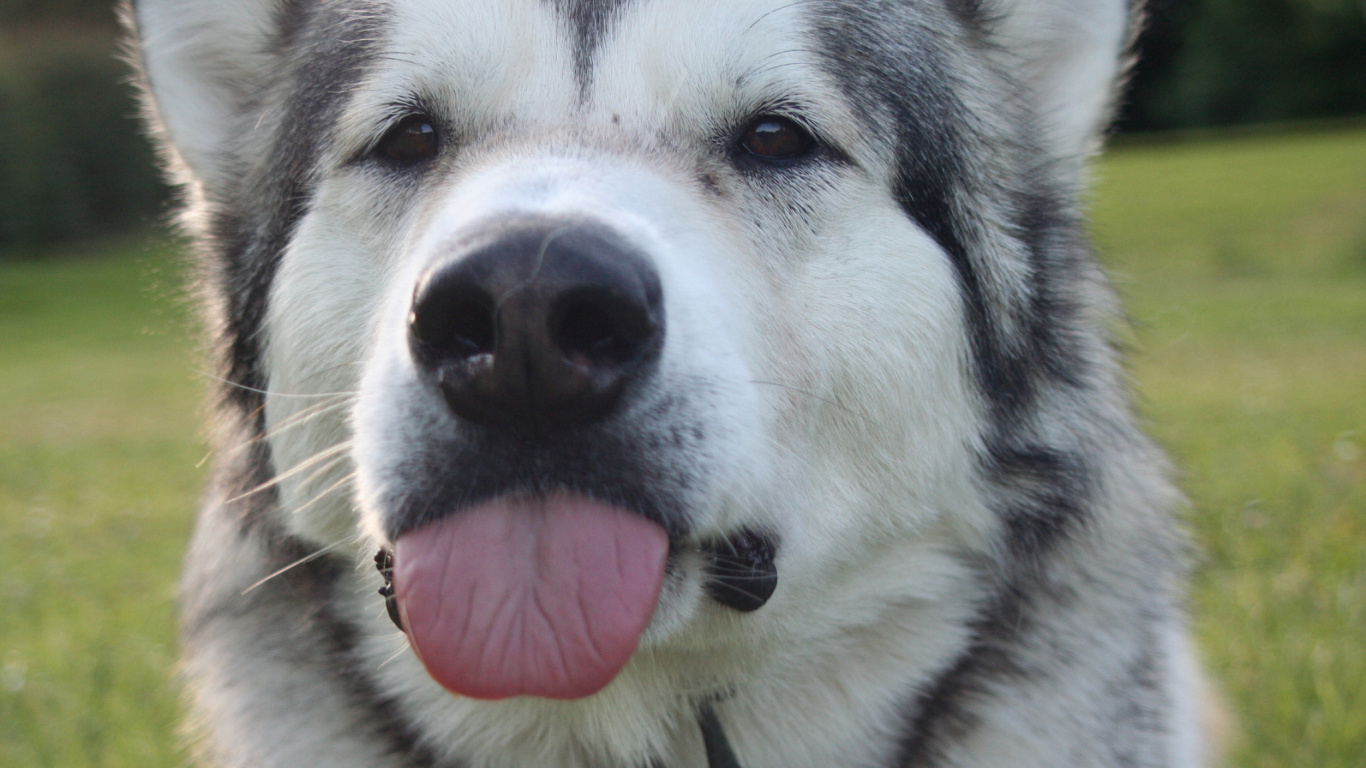 小狗, 阿拉斯加雪橇犬, 赫斯基, 品种的狗, 北方的因纽特人的狗 壁纸 1366x768 允许