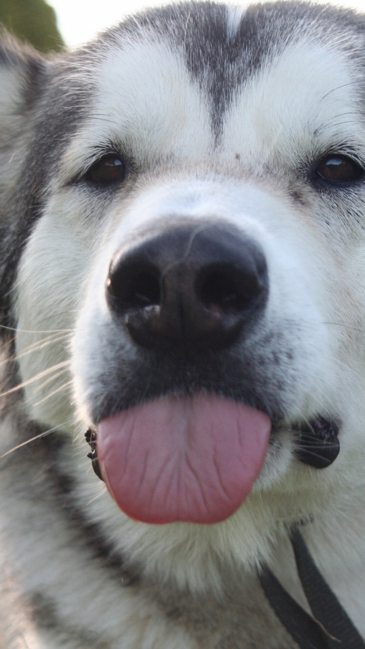 小狗, 阿拉斯加雪橇犬, 赫斯基, 品种的狗, 北方的因纽特人的狗 壁纸 720x1280 允许