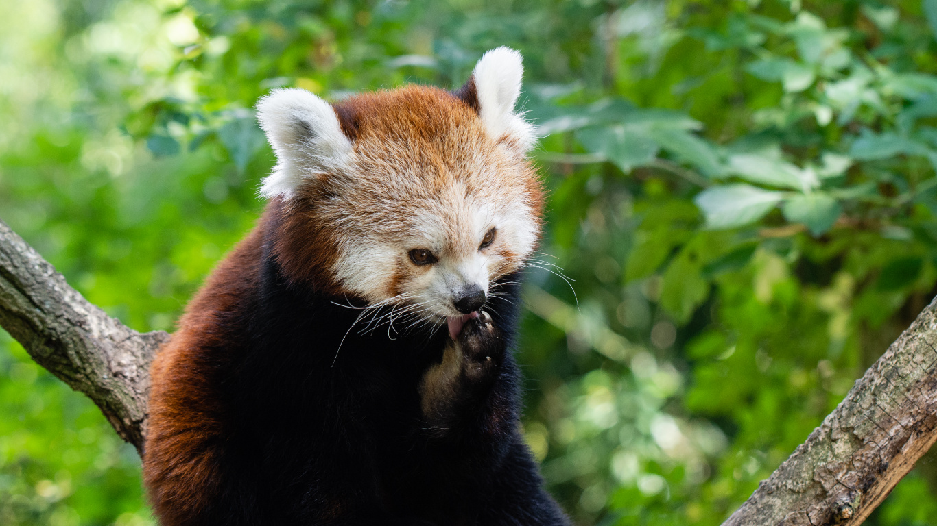 小熊猫, 大熊猫, 陆地动物, 野生动物, 自然保护区 壁纸 1366x768 允许