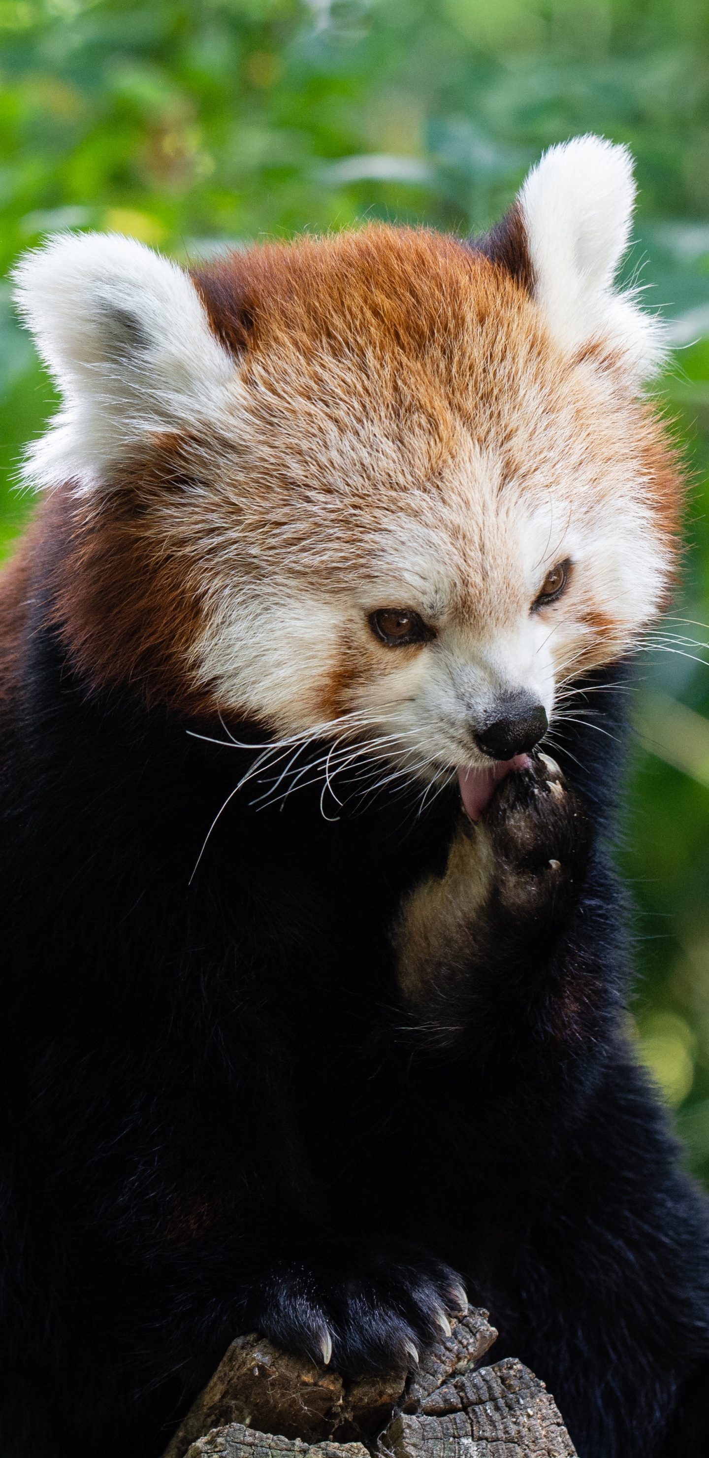 Red Panda on Tree Branch During Daytime. Wallpaper in 1440x2960 Resolution