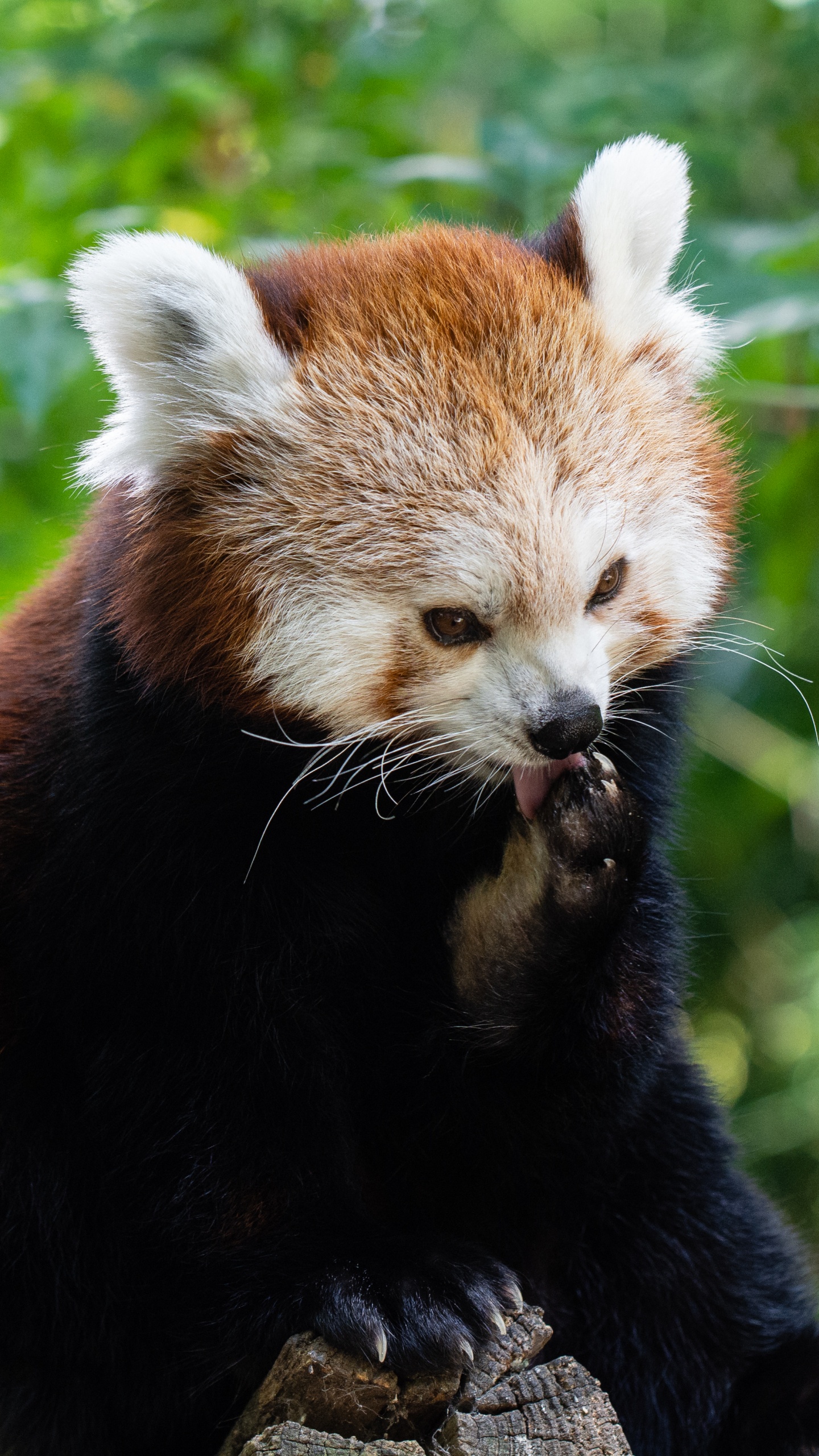 Panda Rojo en la Rama de un Árbol Durante el Día. Wallpaper in 1440x2560 Resolution