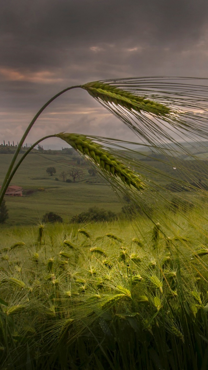 Green Grass Field During Sunset. Wallpaper in 720x1280 Resolution